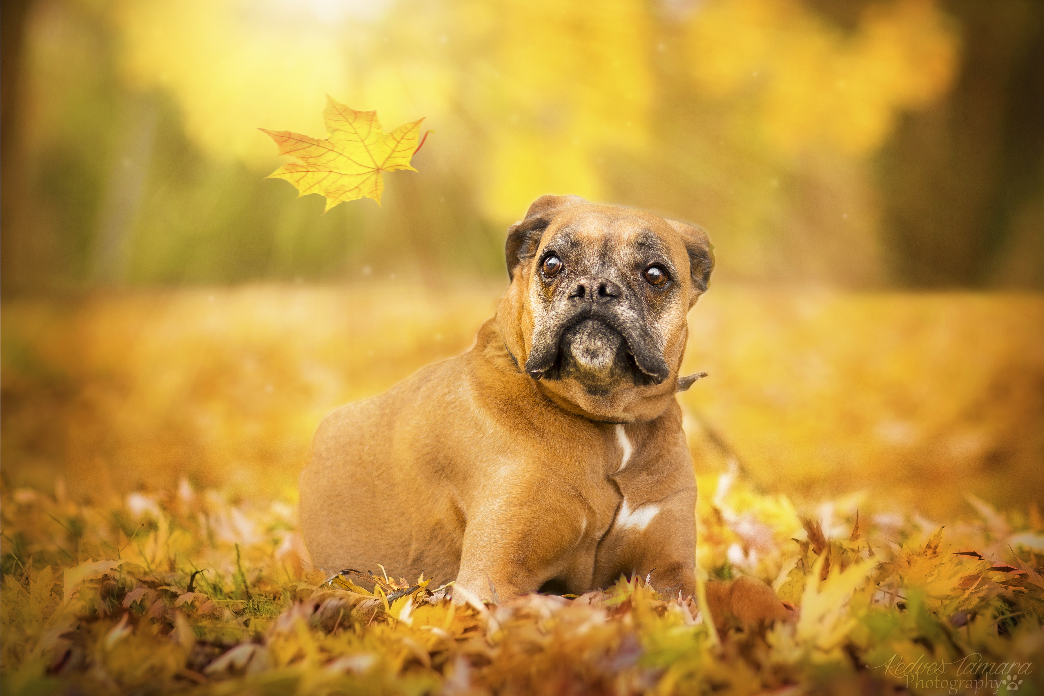 Download mobile wallpaper Dogs, Dog, Fall, Animal, Boxer, Depth Of Field, Boxer (Dog) for free.