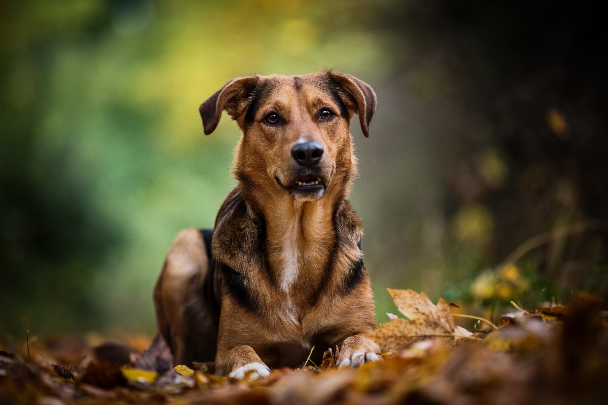 Handy-Wallpaper Hunde, Hund, Tiere kostenlos herunterladen.