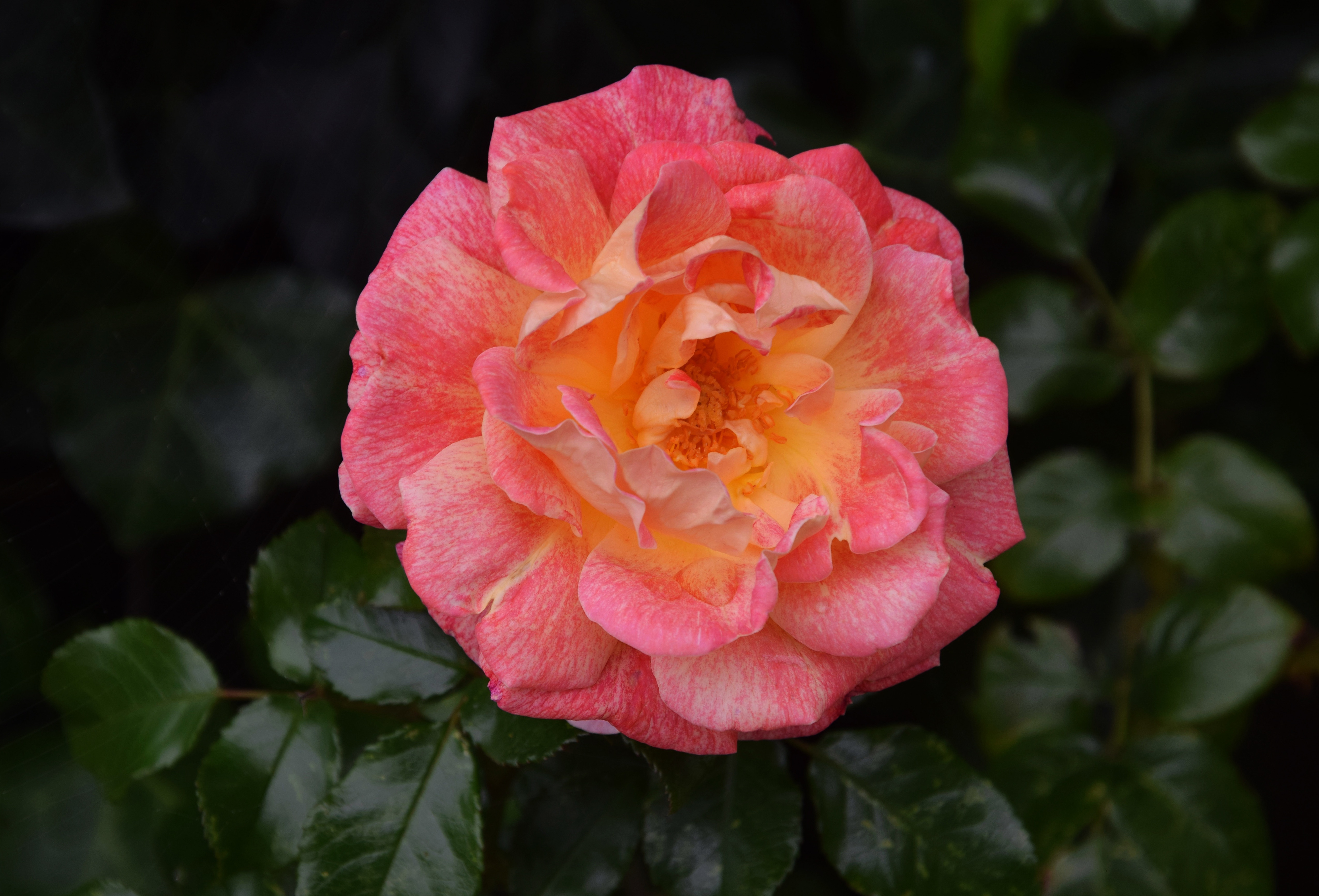 Laden Sie das Rose, Erde/natur, Pinke Blume, Pinke Rose-Bild kostenlos auf Ihren PC-Desktop herunter