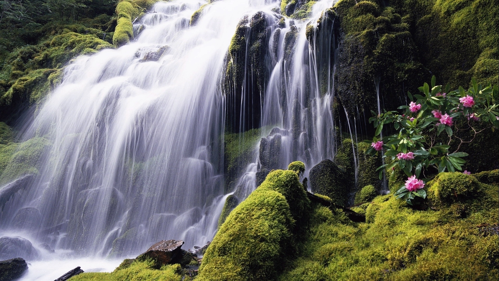 Download mobile wallpaper Nature, Water, Flower, Waterfall, Vegetation, Earth, Moss for free.