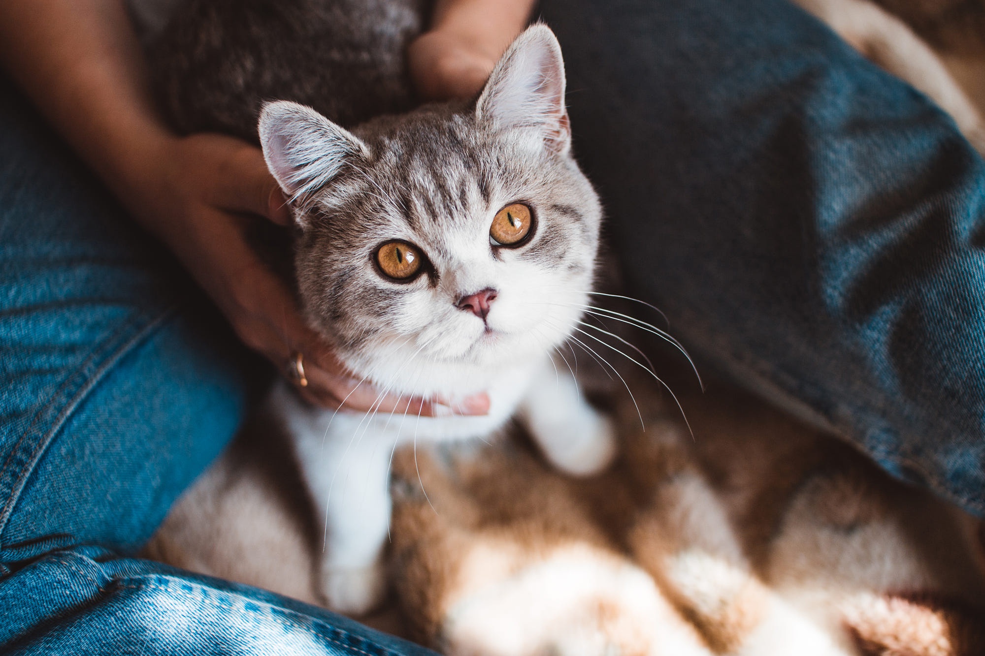 Baixar papel de parede para celular de Animais, Gatos, Gato, Olhar Fixamente gratuito.