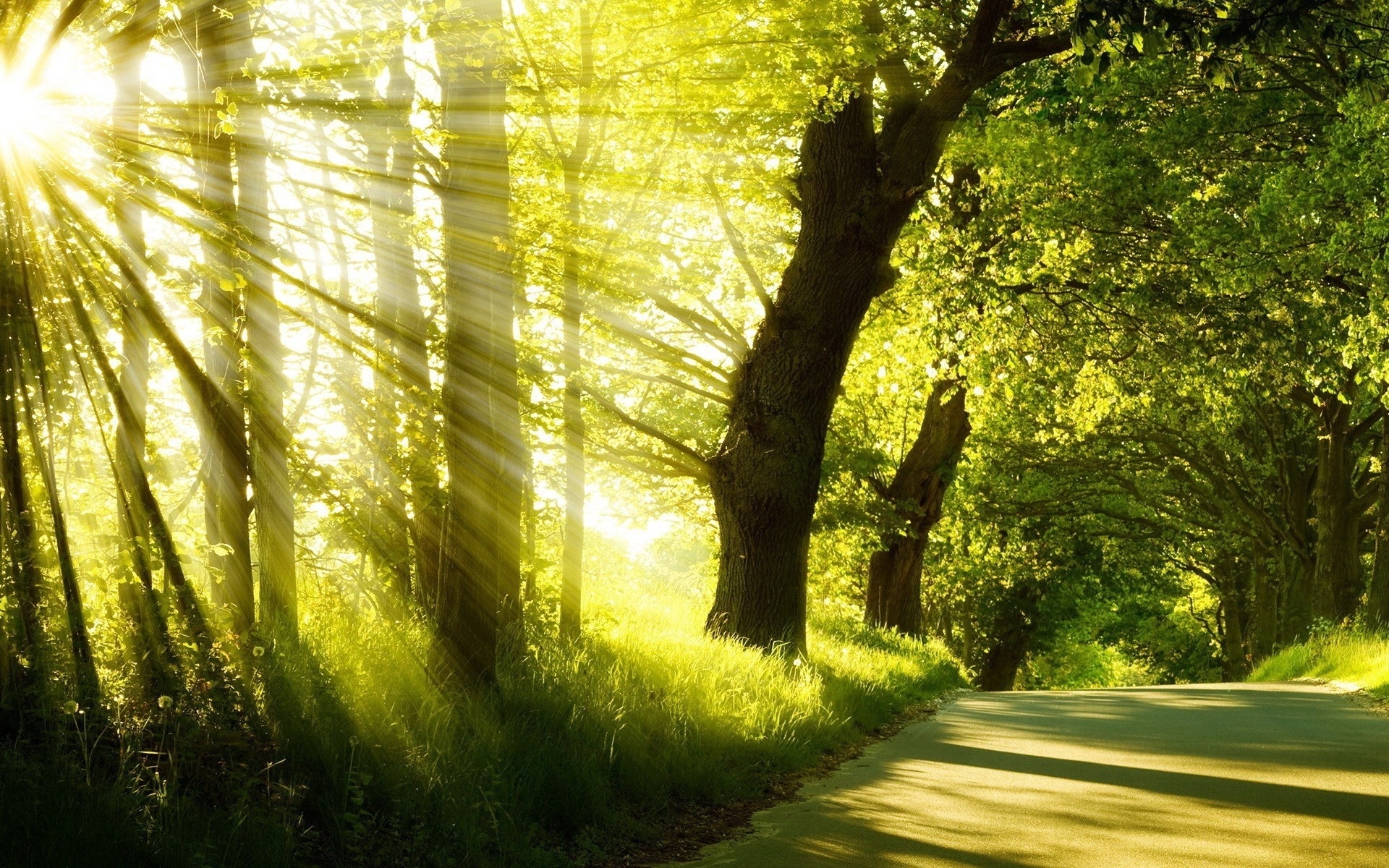 Laden Sie das Bäume, Sun, Landschaft-Bild kostenlos auf Ihren PC-Desktop herunter