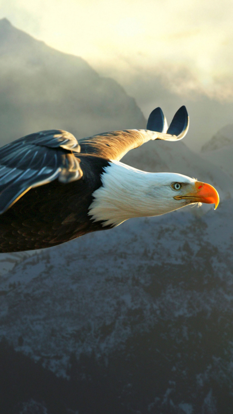 Download mobile wallpaper Bald Eagle, Birds, Animal for free.