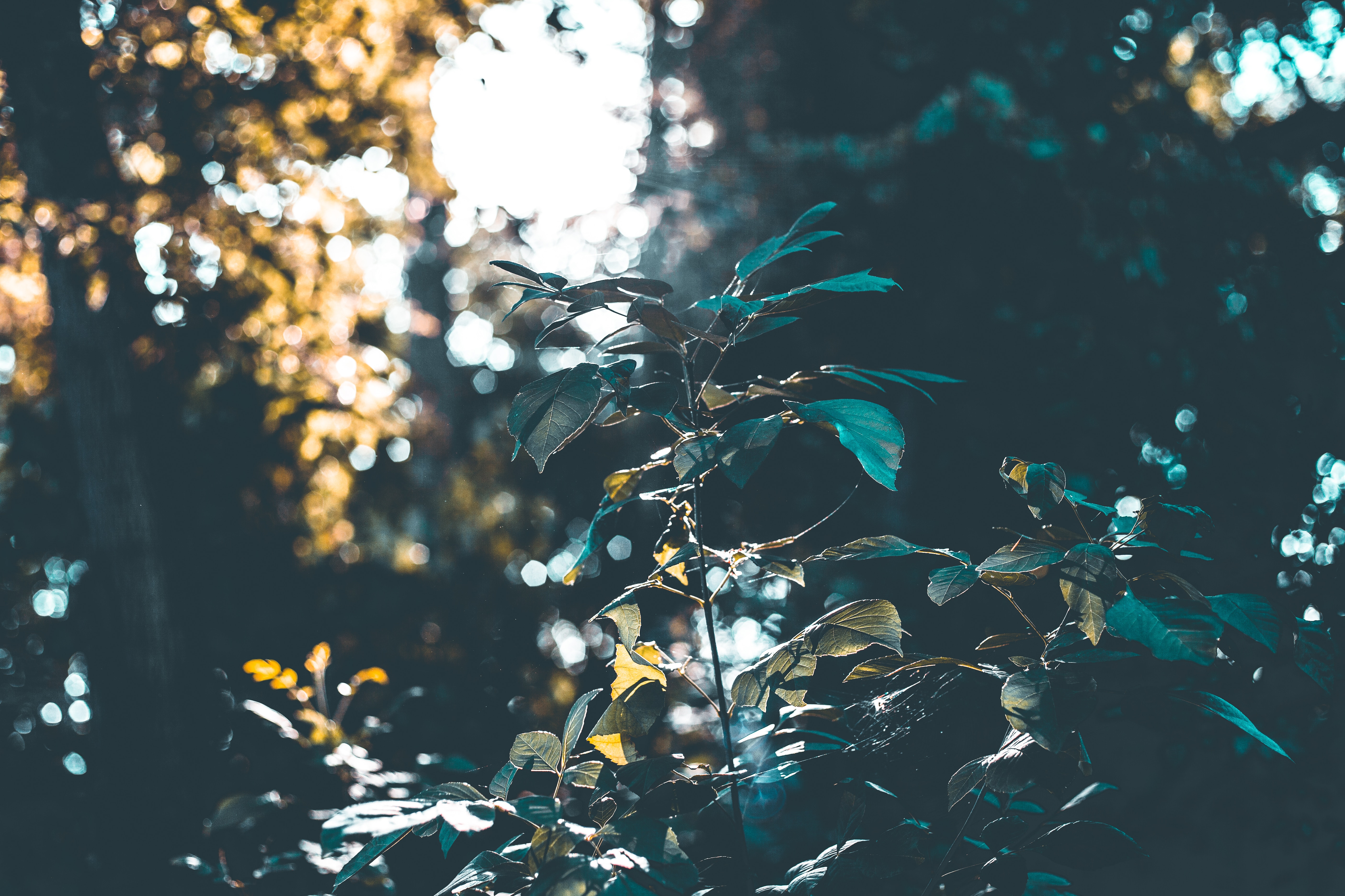 Download mobile wallpaper Sunlight, Branches, Bush, Smooth, Forest, Nature, Blur for free.