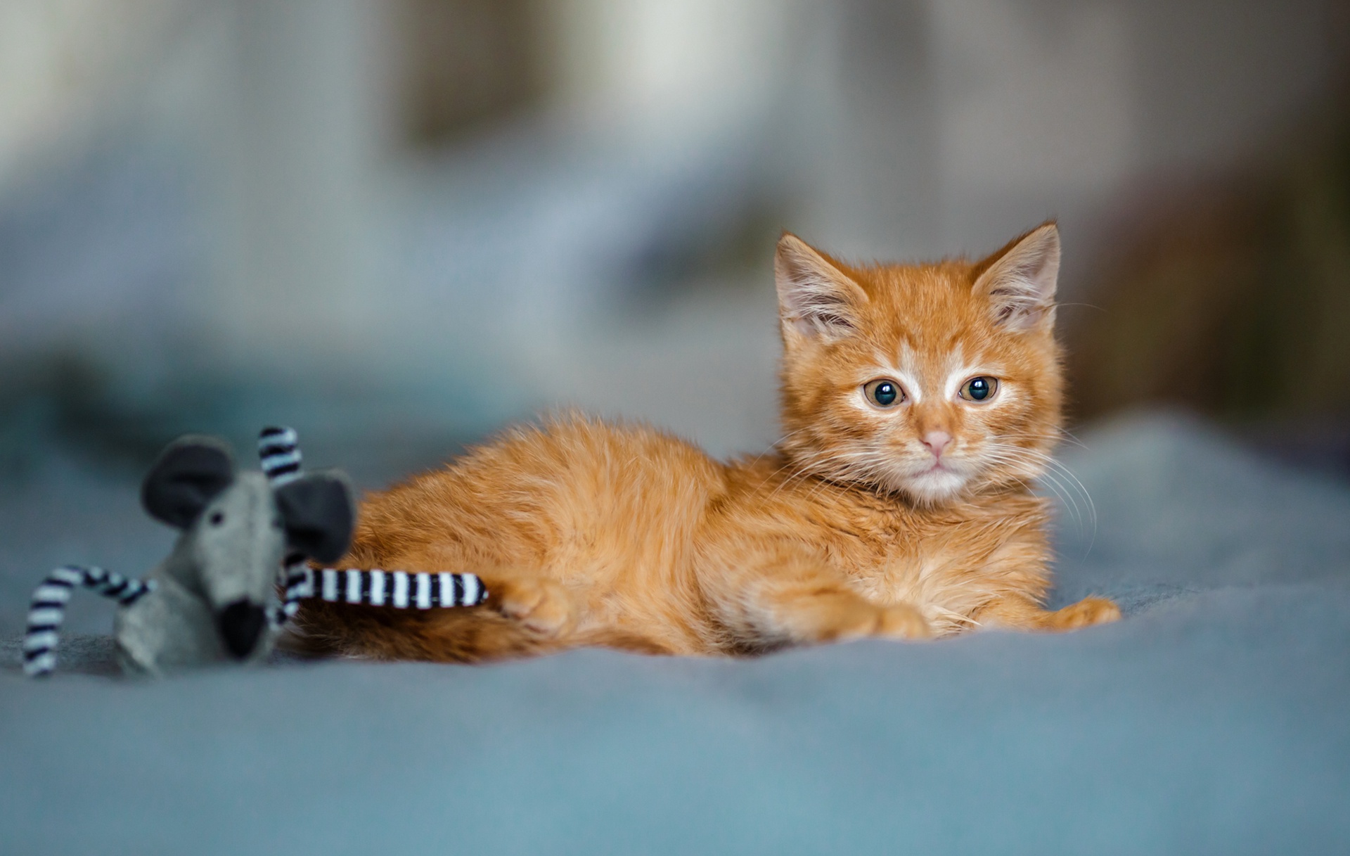 Handy-Wallpaper Tiere, Katzen, Katze, Kätzchen, Tierbaby kostenlos herunterladen.