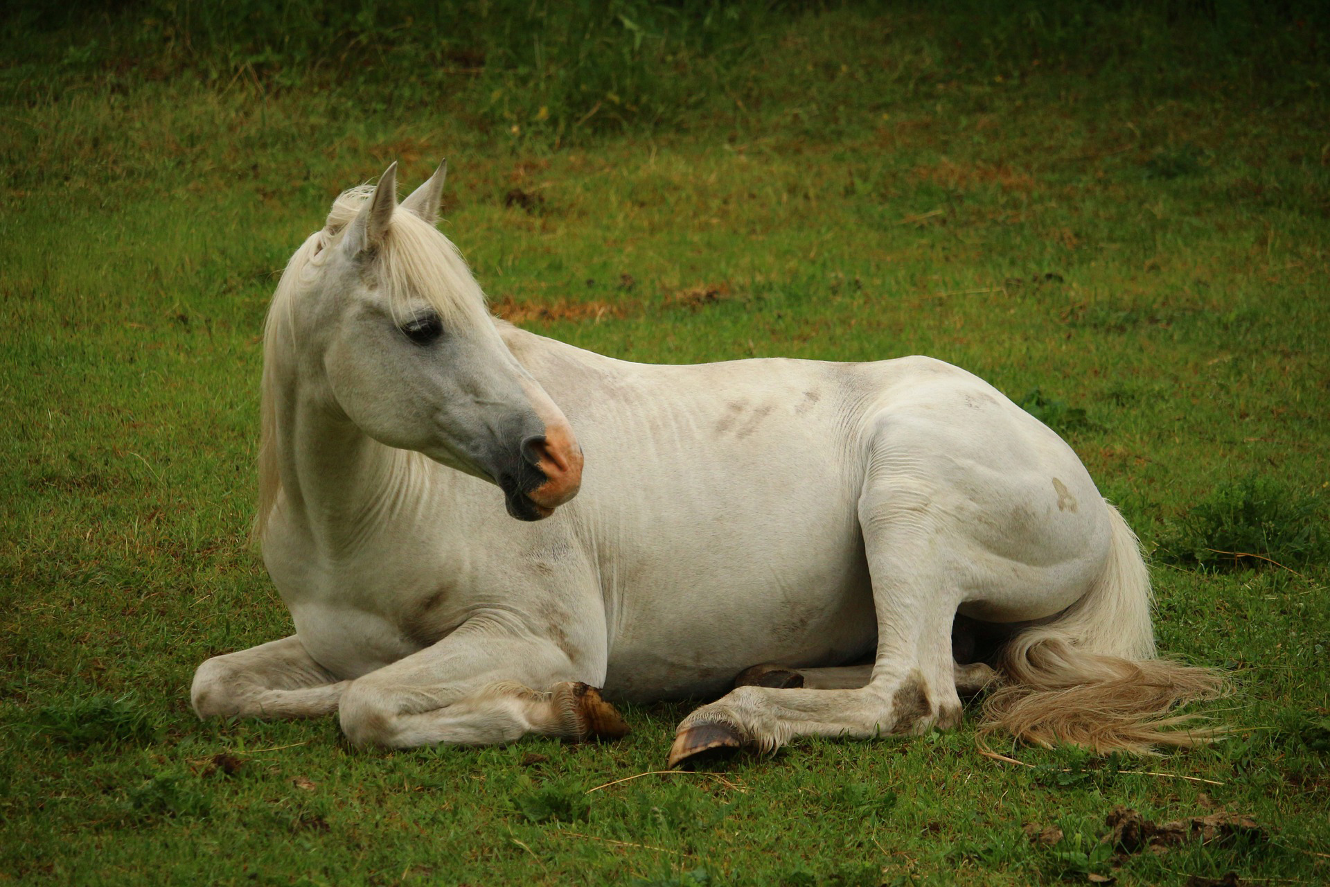 Laden Sie das Tiere, Hauspferd-Bild kostenlos auf Ihren PC-Desktop herunter