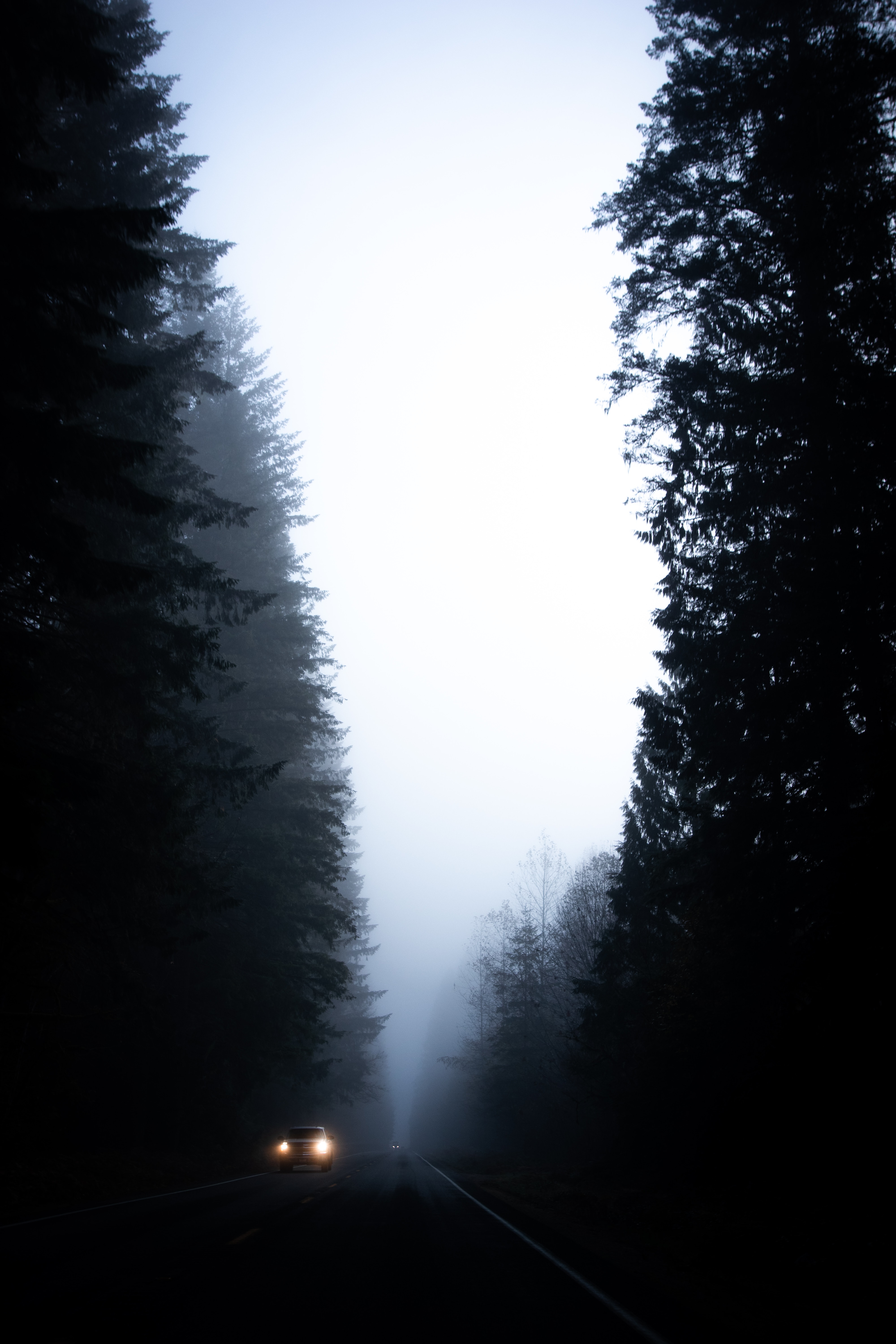 fog, dark, trees, road, car, machine Full HD