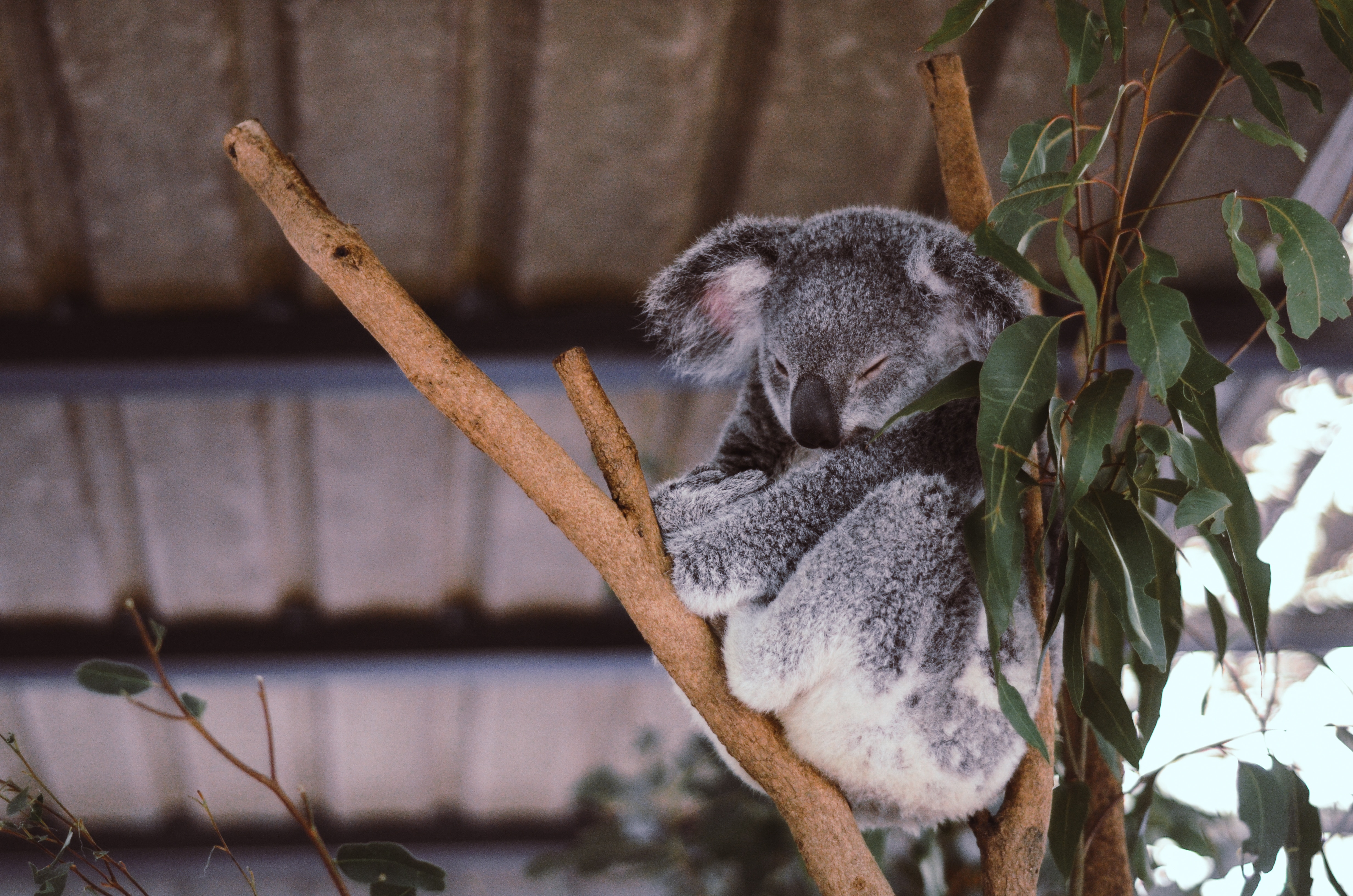 72637 télécharger le fond d'écran animaux, bois, arbre, dormir, rêve, koala, eucalyptus - économiseurs d'écran et images gratuitement