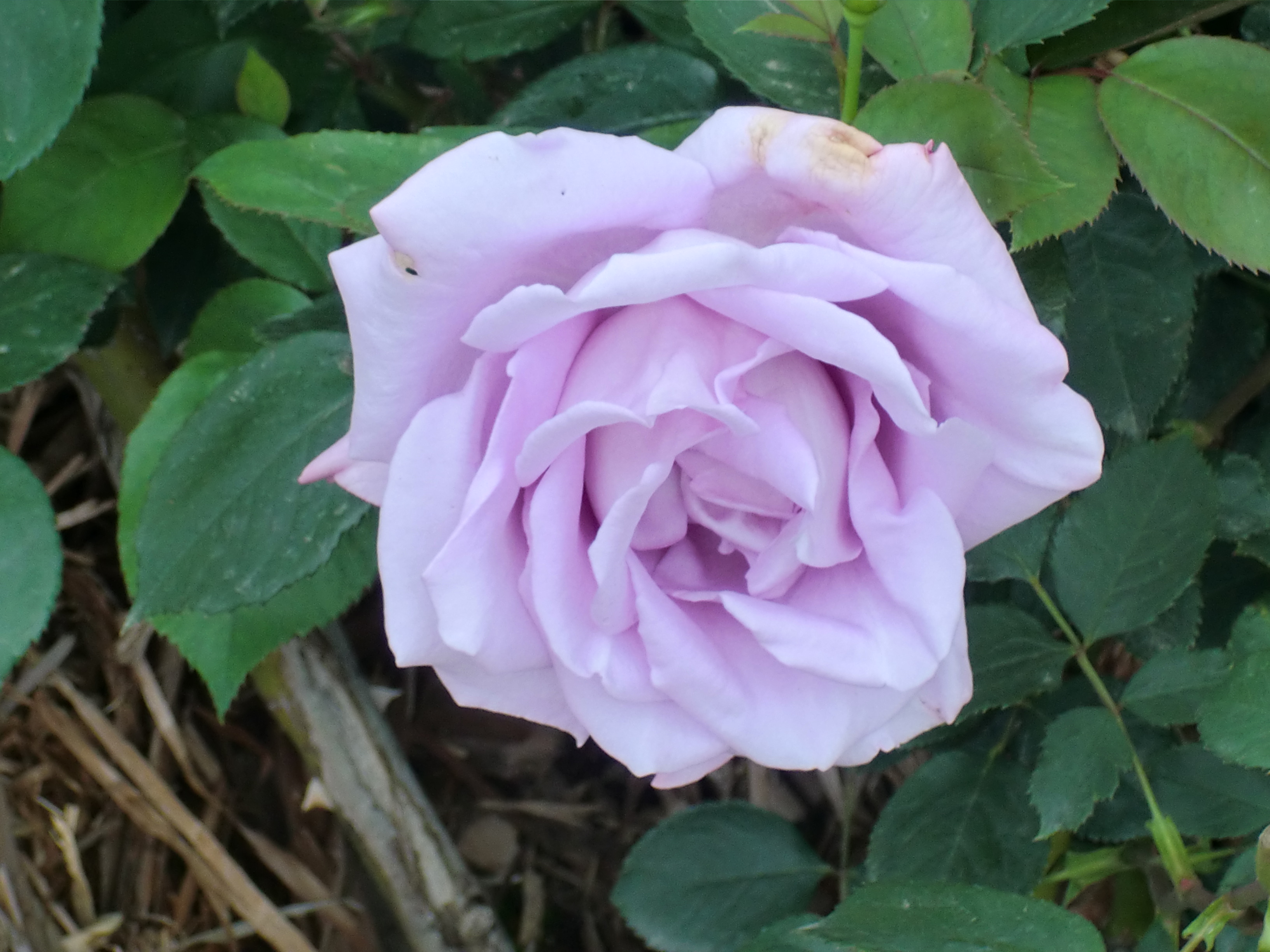 Téléchargez gratuitement l'image Fleurs, Rose, Terre/nature sur le bureau de votre PC