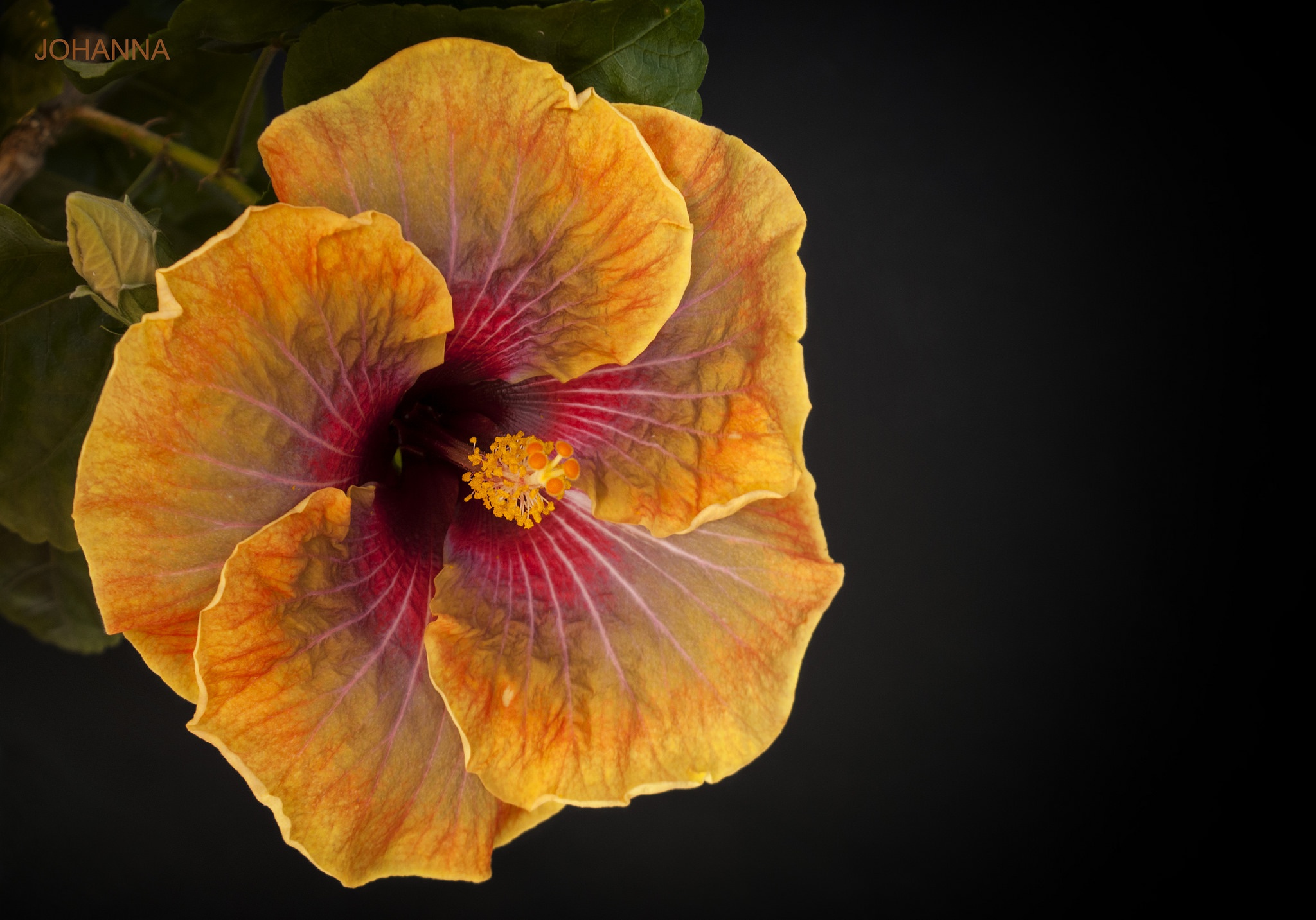 Téléchargez gratuitement l'image Fleurs, Fleur, Macro, Hibiscus, Terre/nature sur le bureau de votre PC