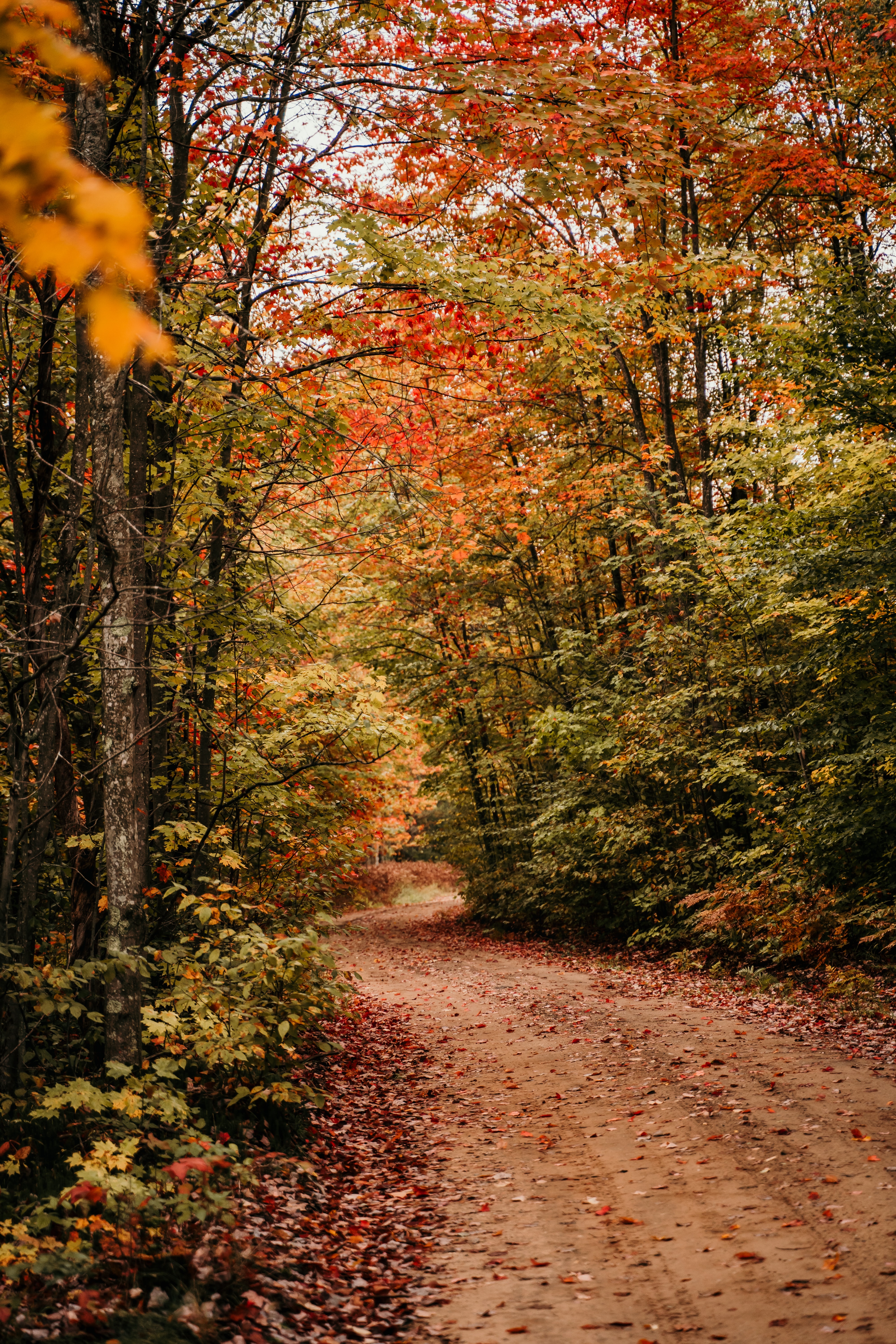 155164 завантажити картинку природа, дерева, осінь, ліс, стежка, шлях - шпалери і заставки безкоштовно