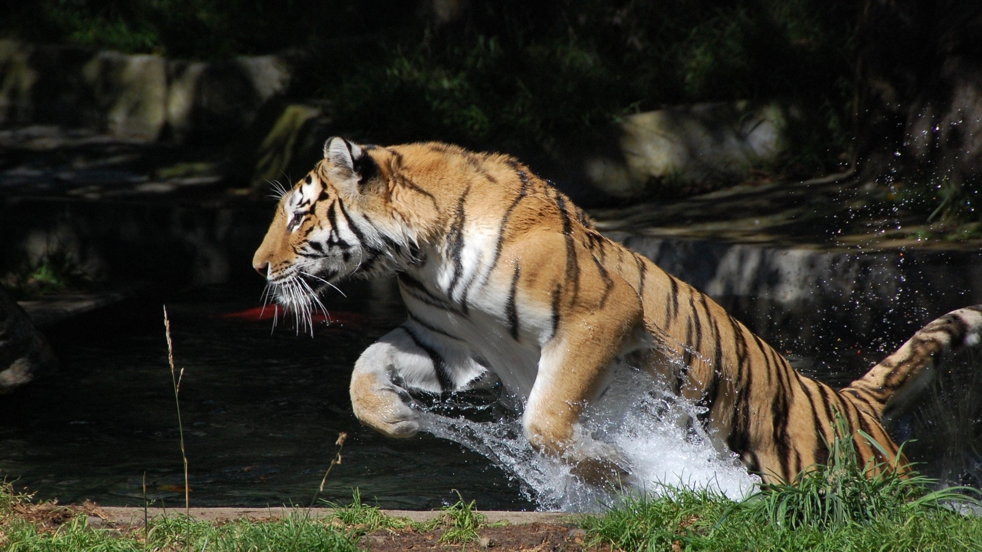 tigers, black, animals HD for desktop 1080p