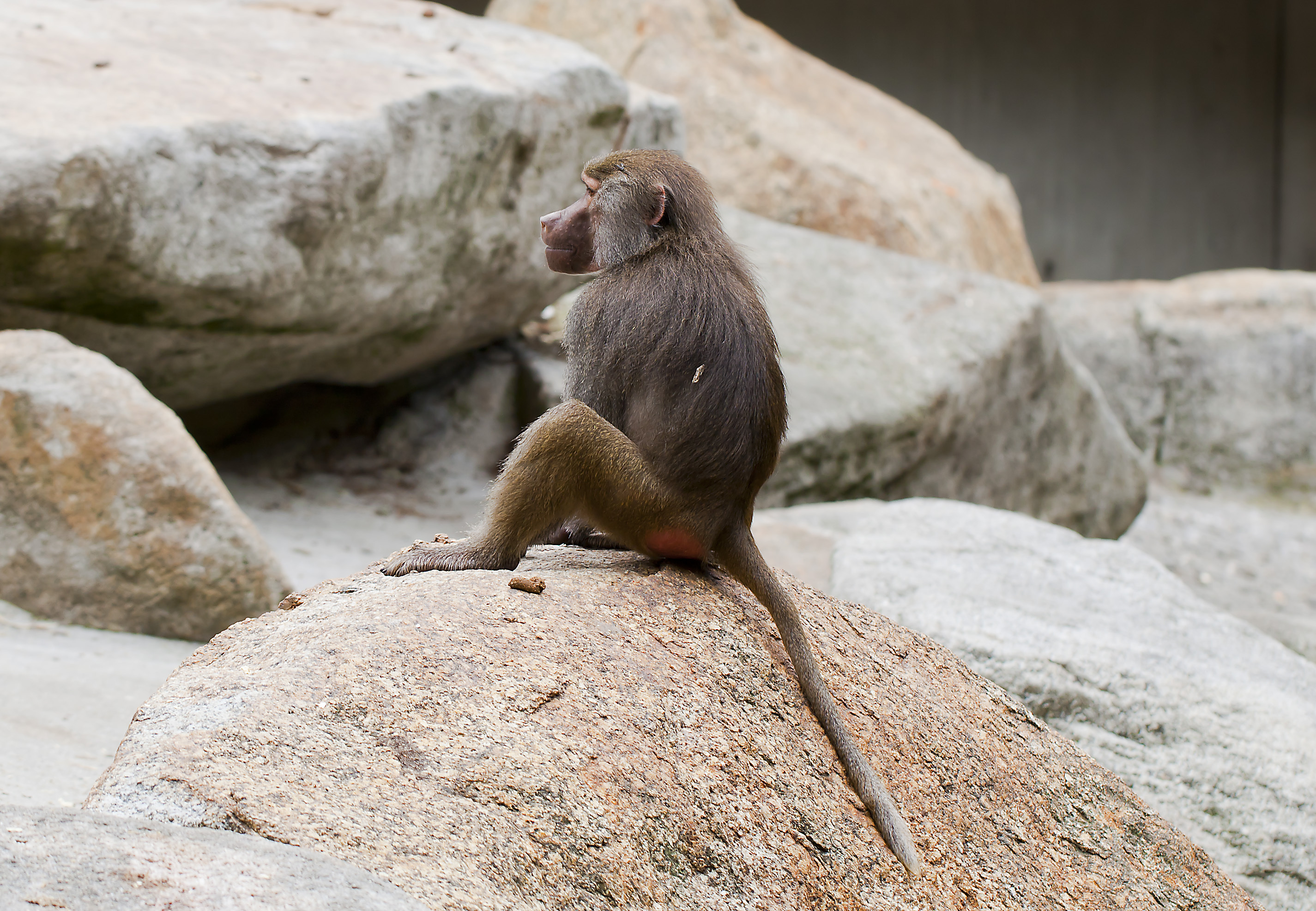 Téléchargez gratuitement l'image Animaux, Singes, Singe sur le bureau de votre PC