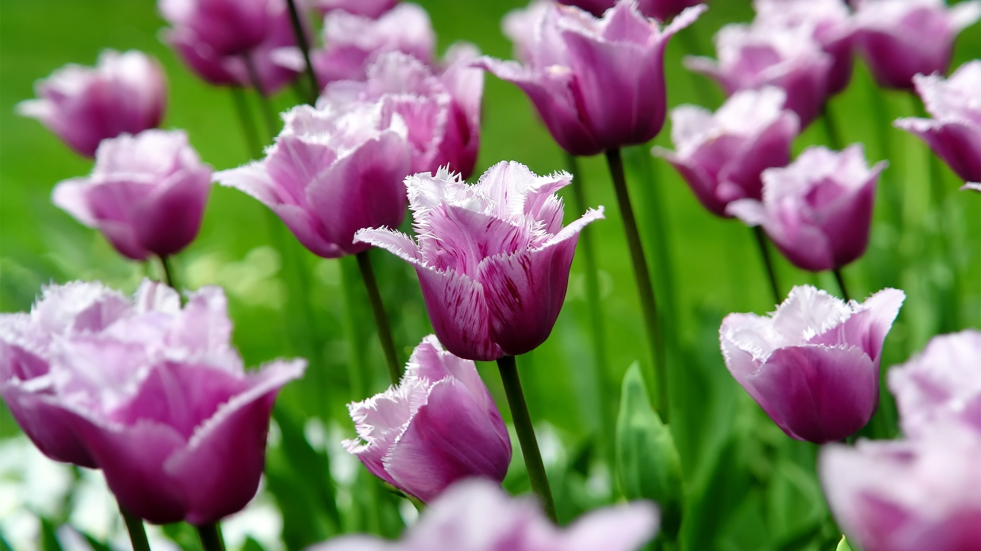 Download mobile wallpaper Earth, Tulip for free.