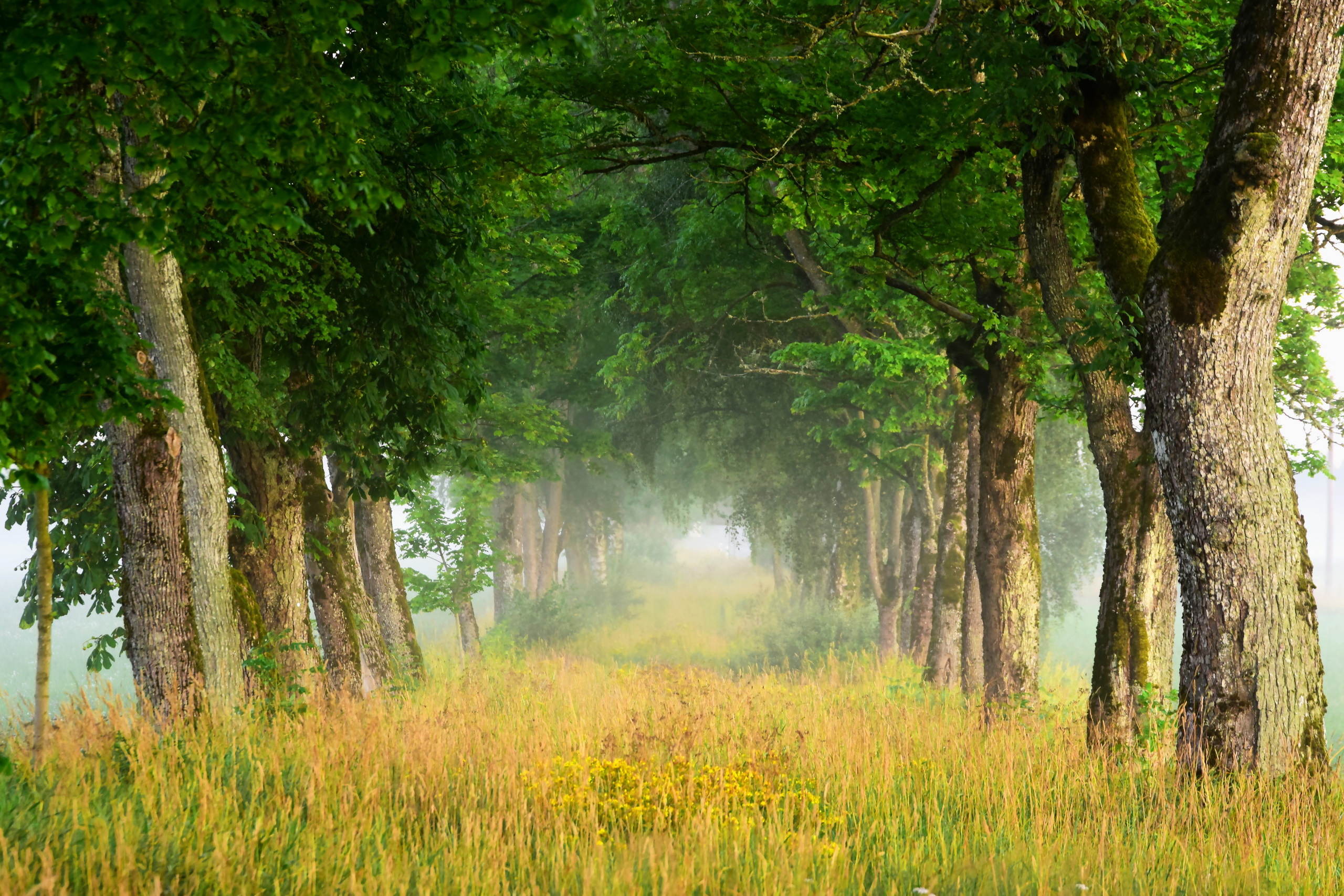 Téléchargez gratuitement l'image Arbre, Brouillard, Chemin, La Nature, Terre/nature, Bordée D'arbres sur le bureau de votre PC