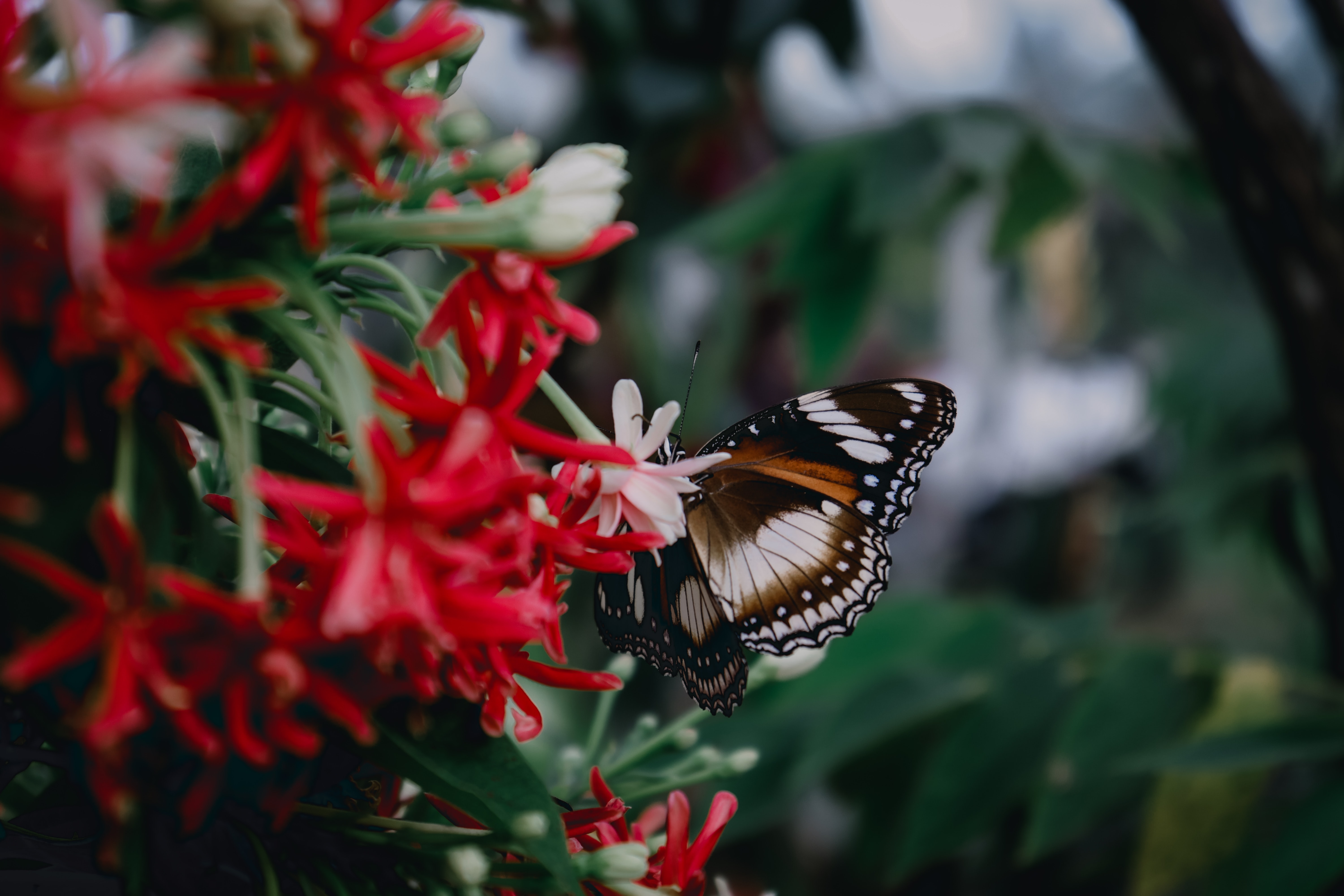 Téléchargez gratuitement l'image Planter, Insecte, Macro, Plante, Papillon, Fleurs sur le bureau de votre PC