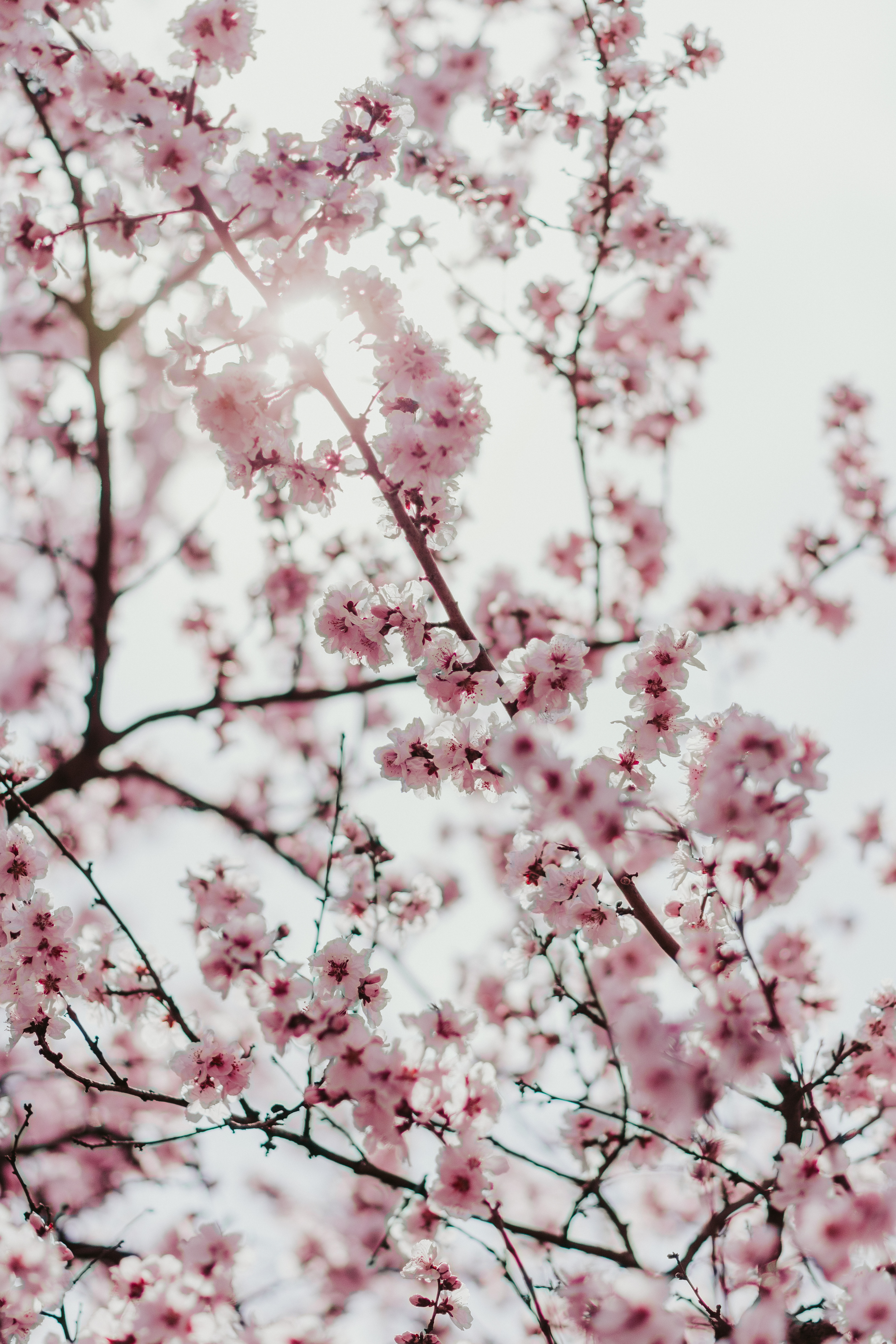 Download mobile wallpaper Branches, Flowers, Flowering, Bloom, Spring, Sakura for free.
