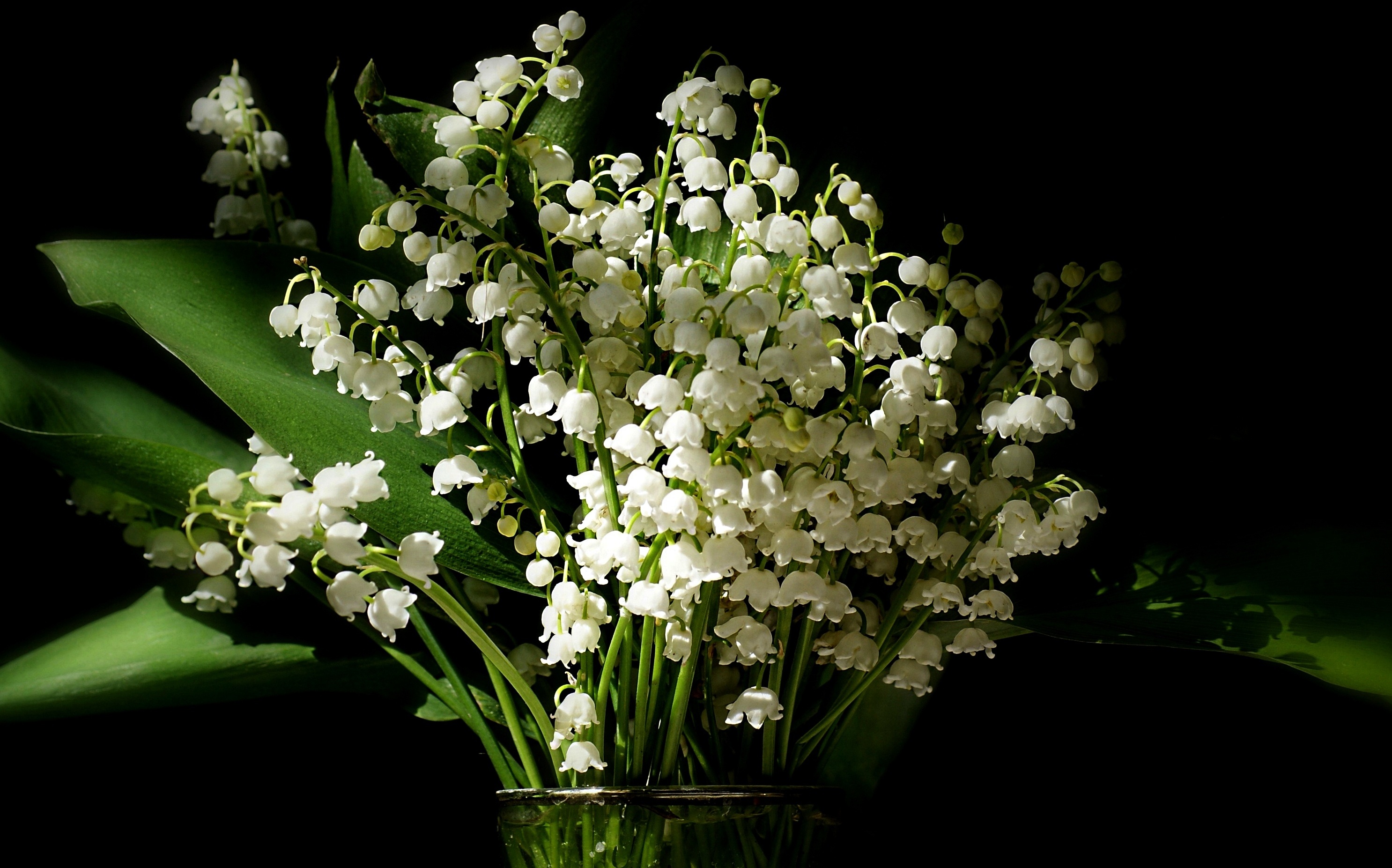 flowers, earth, lily of the valley, flower, vase, white flower