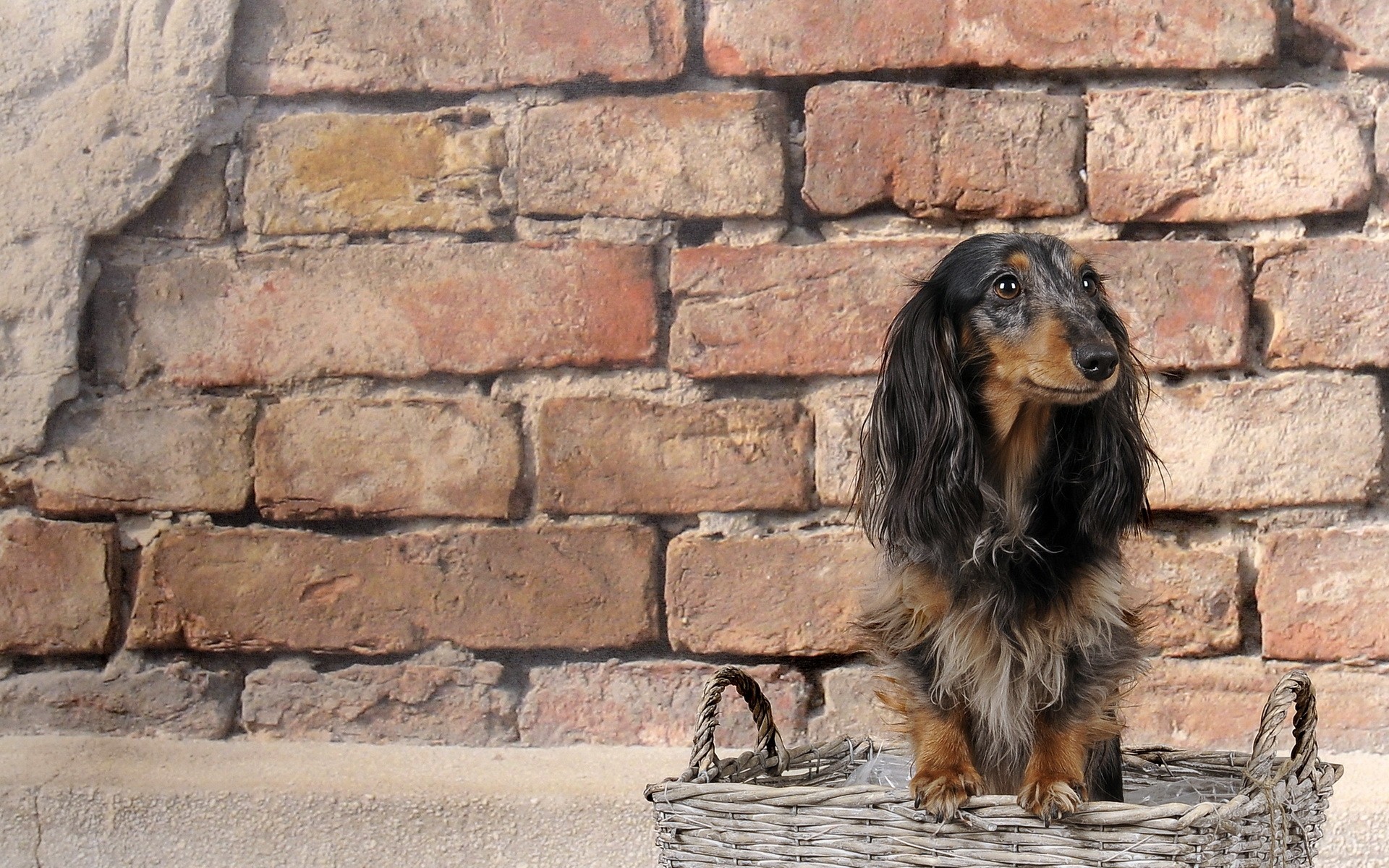 308673 baixar imagens animais, dachshund, cães - papéis de parede e protetores de tela gratuitamente