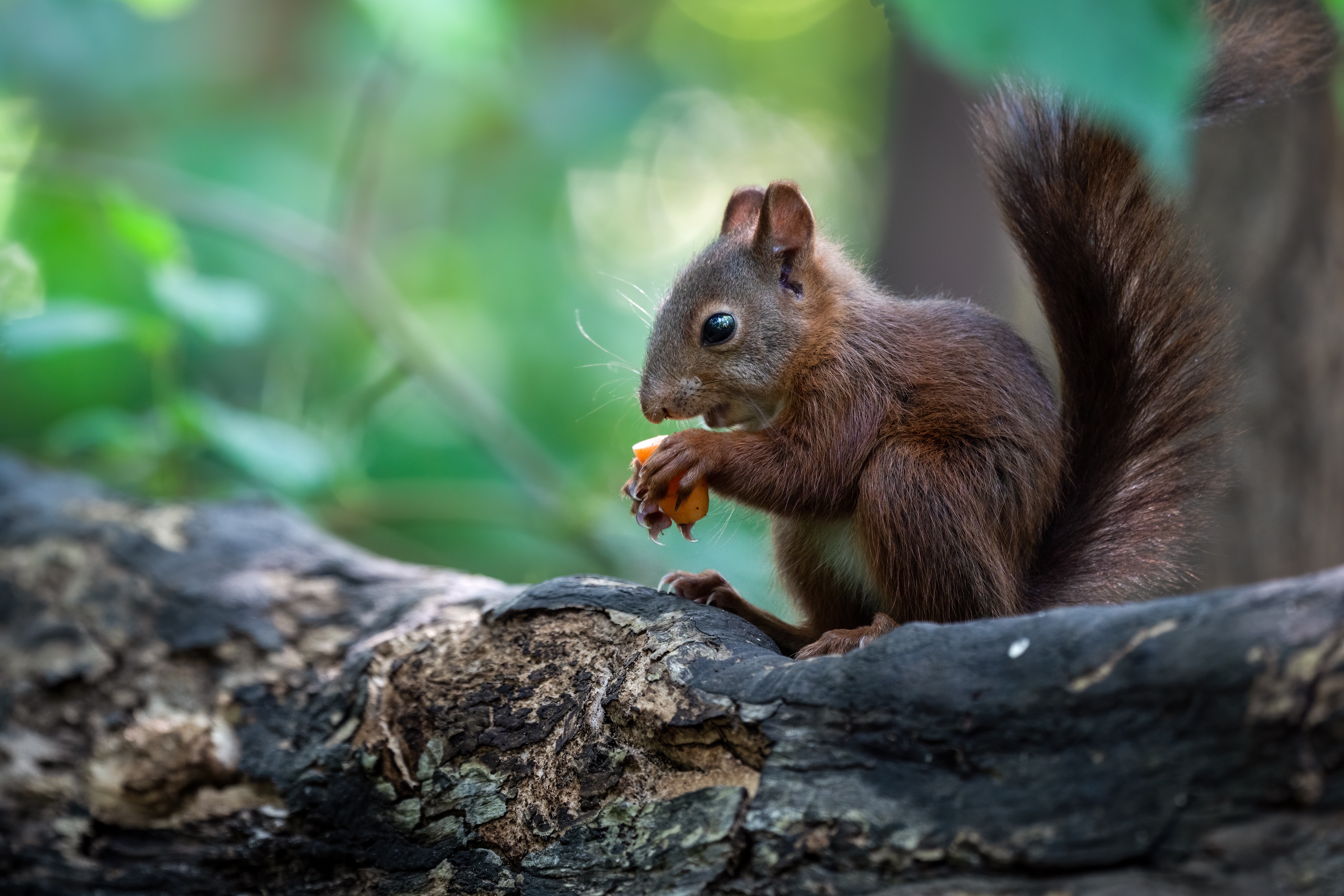 Handy-Wallpaper Tiere, Eichhörnchen, Nagetier kostenlos herunterladen.