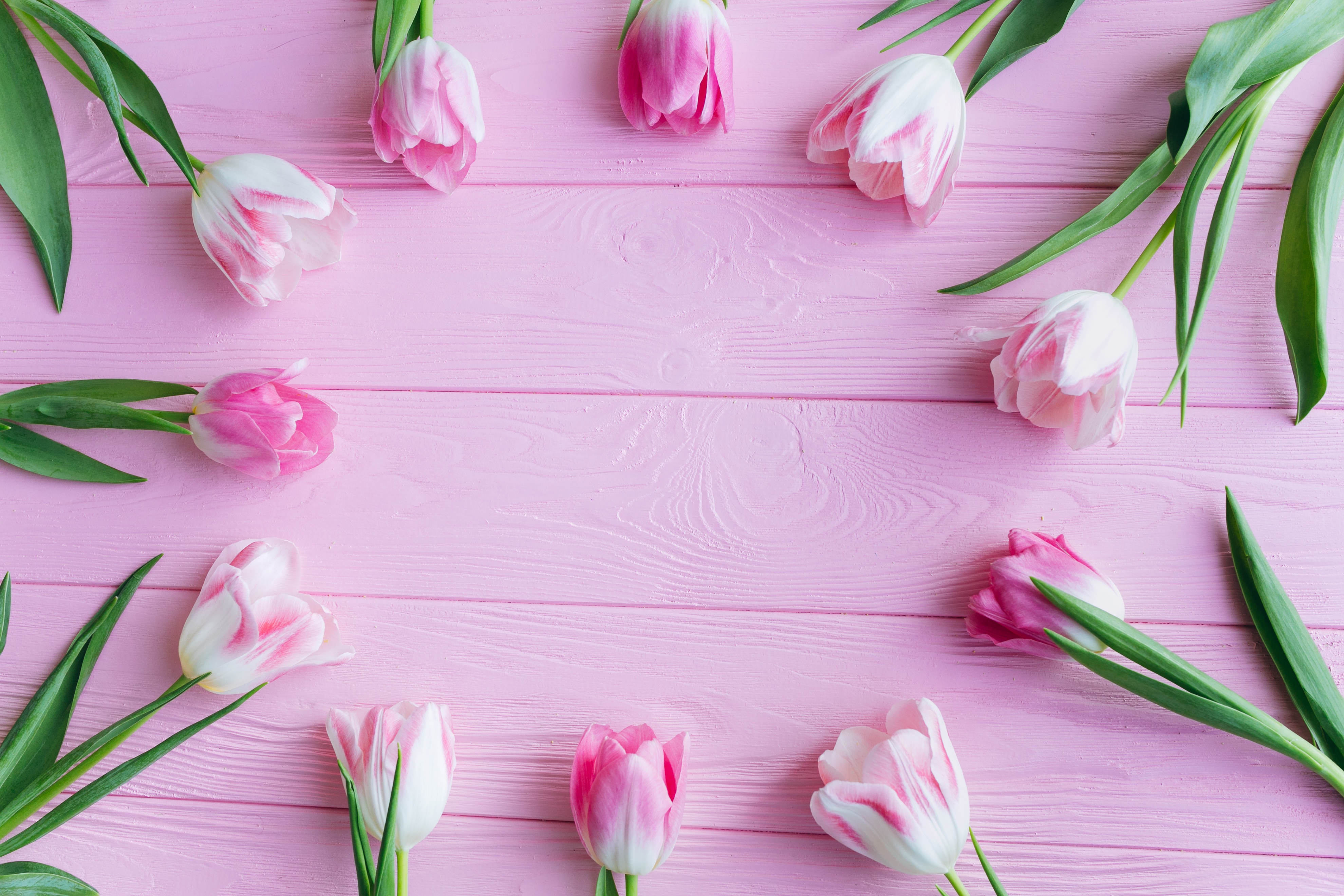 Baixar papel de parede para celular de Flor, Flor Rosa, Tulipa, Feito Pelo Homem gratuito.