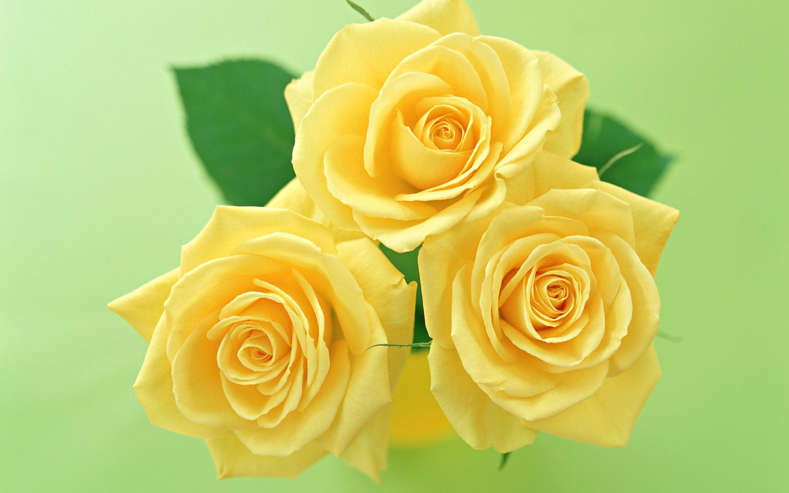 Download mobile wallpaper Yellow Flower, Flowers, Flower, Rose, Earth for free.