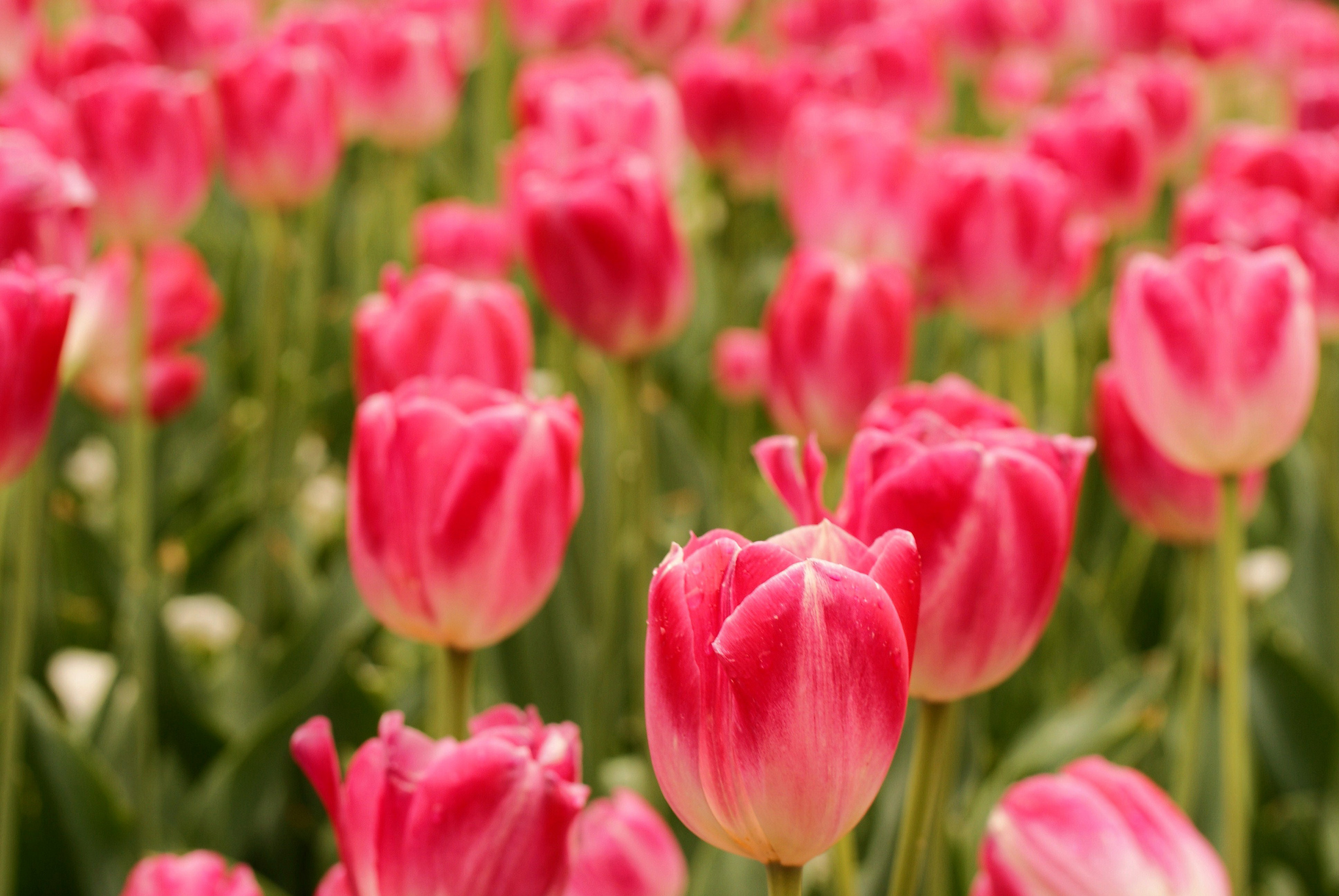 Download mobile wallpaper Nature, Flowers, Flower, Blur, Earth, Tulip, Pink Flower for free.