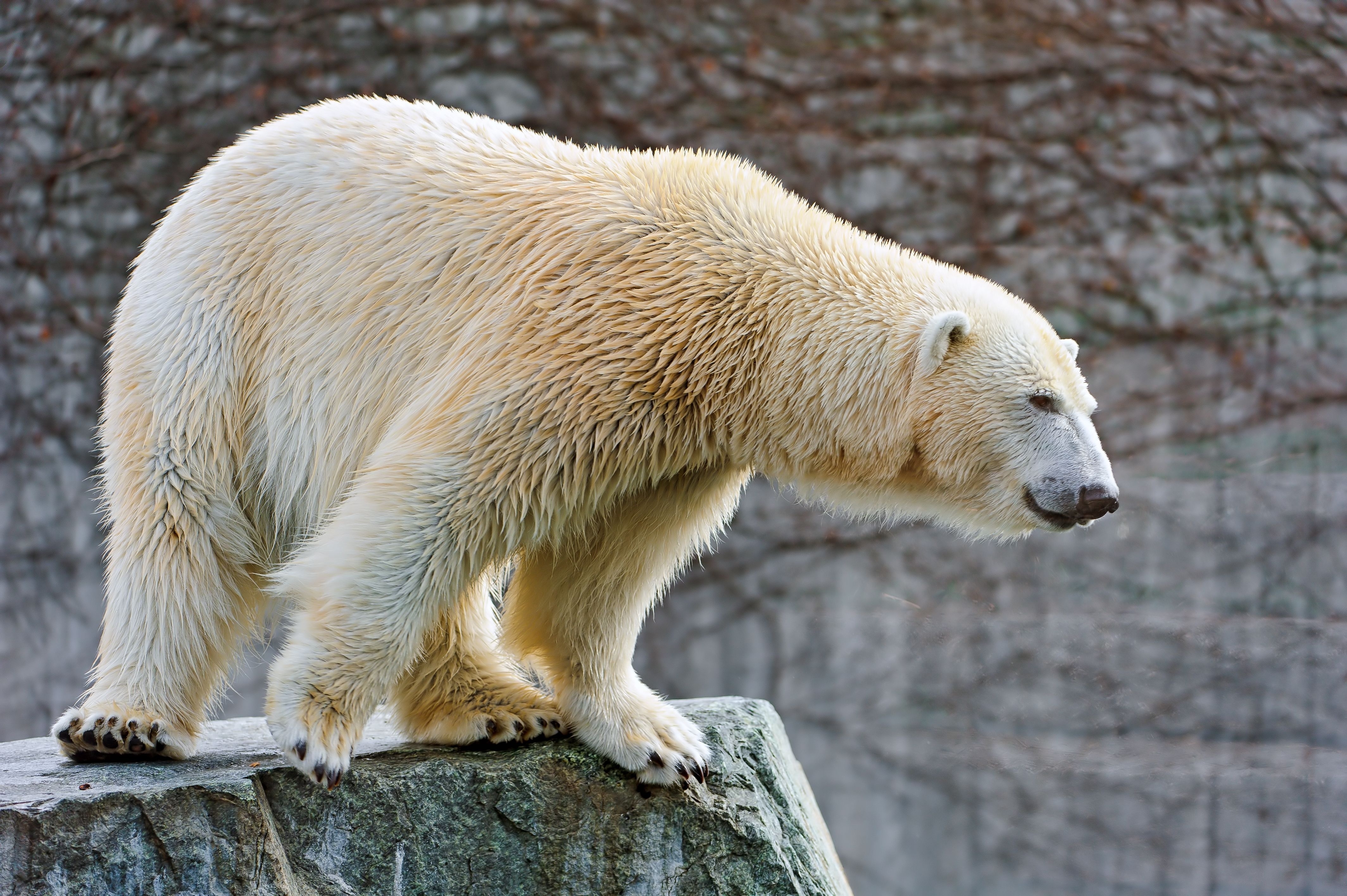 PCデスクトップに横になります, 動物, ストーンズ, 嘘, 北極熊, ホッキョクグマ画像を無料でダウンロード