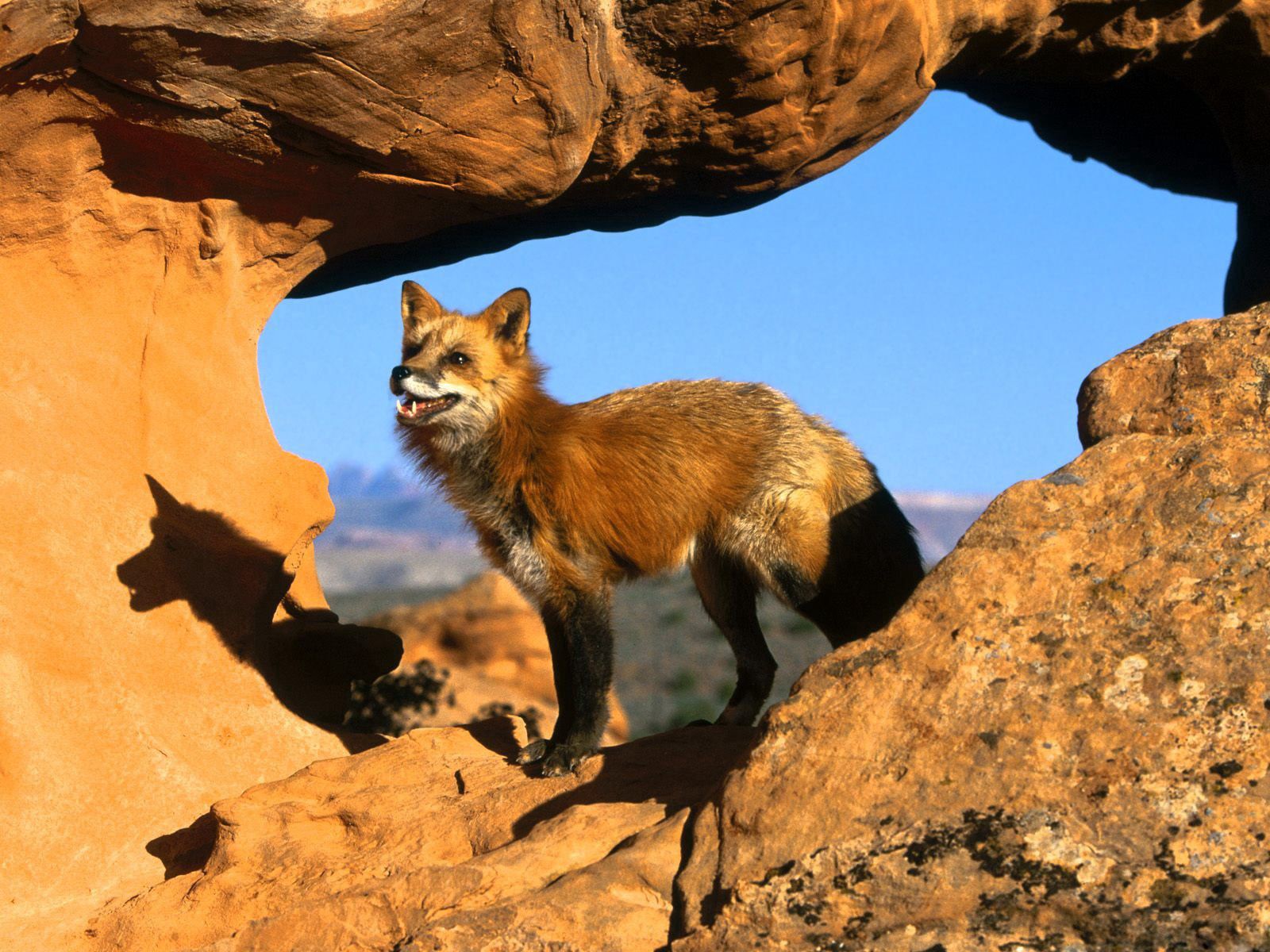 animals, stones, fox, shadow, mindfulness, attentiveness, to stand, stand, look