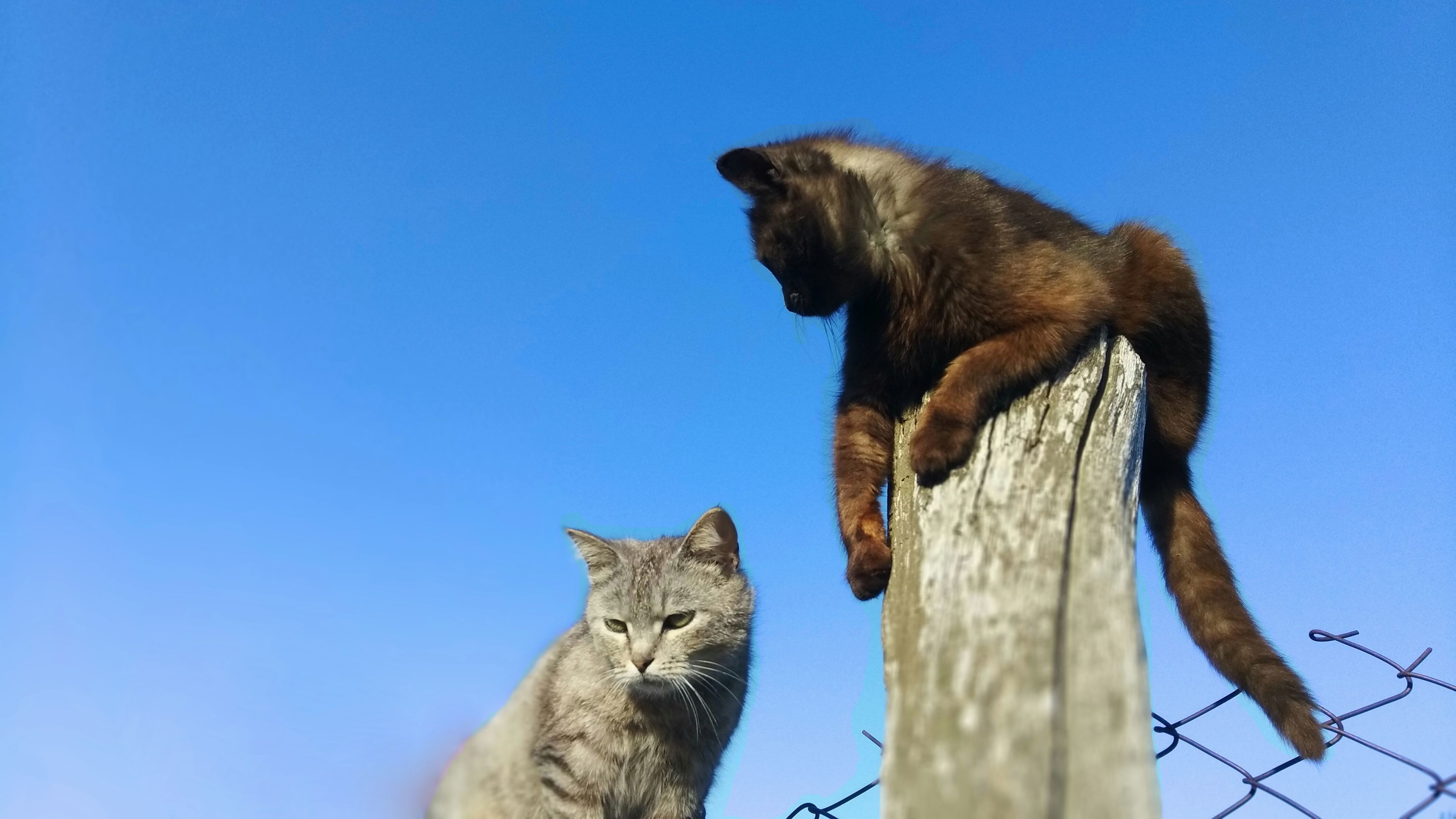 Descarga gratuita de fondo de pantalla para móvil de Animales, Gatos, Cielo, Gato.