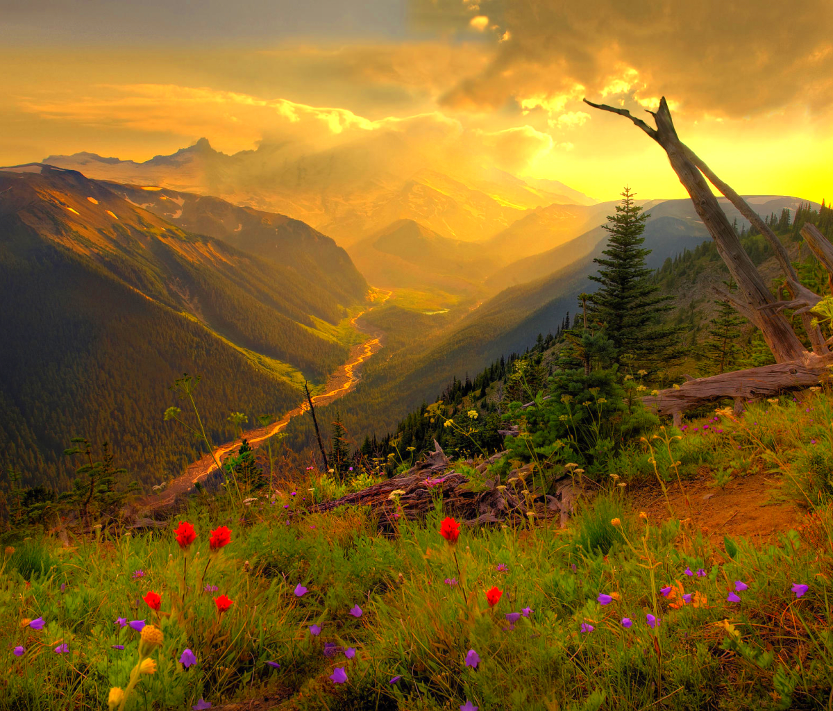 Скачать картинку Пейзаж, Трава, Цветок, Восход, Восход Солнца, Земля/природа в телефон бесплатно.
