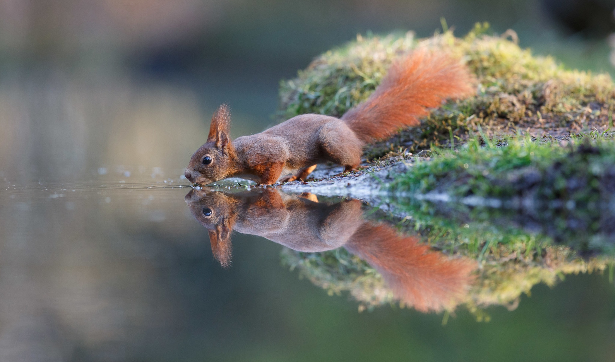 Free download wallpaper Squirrel, Water, Reflection, Animal, Rodent on your PC desktop