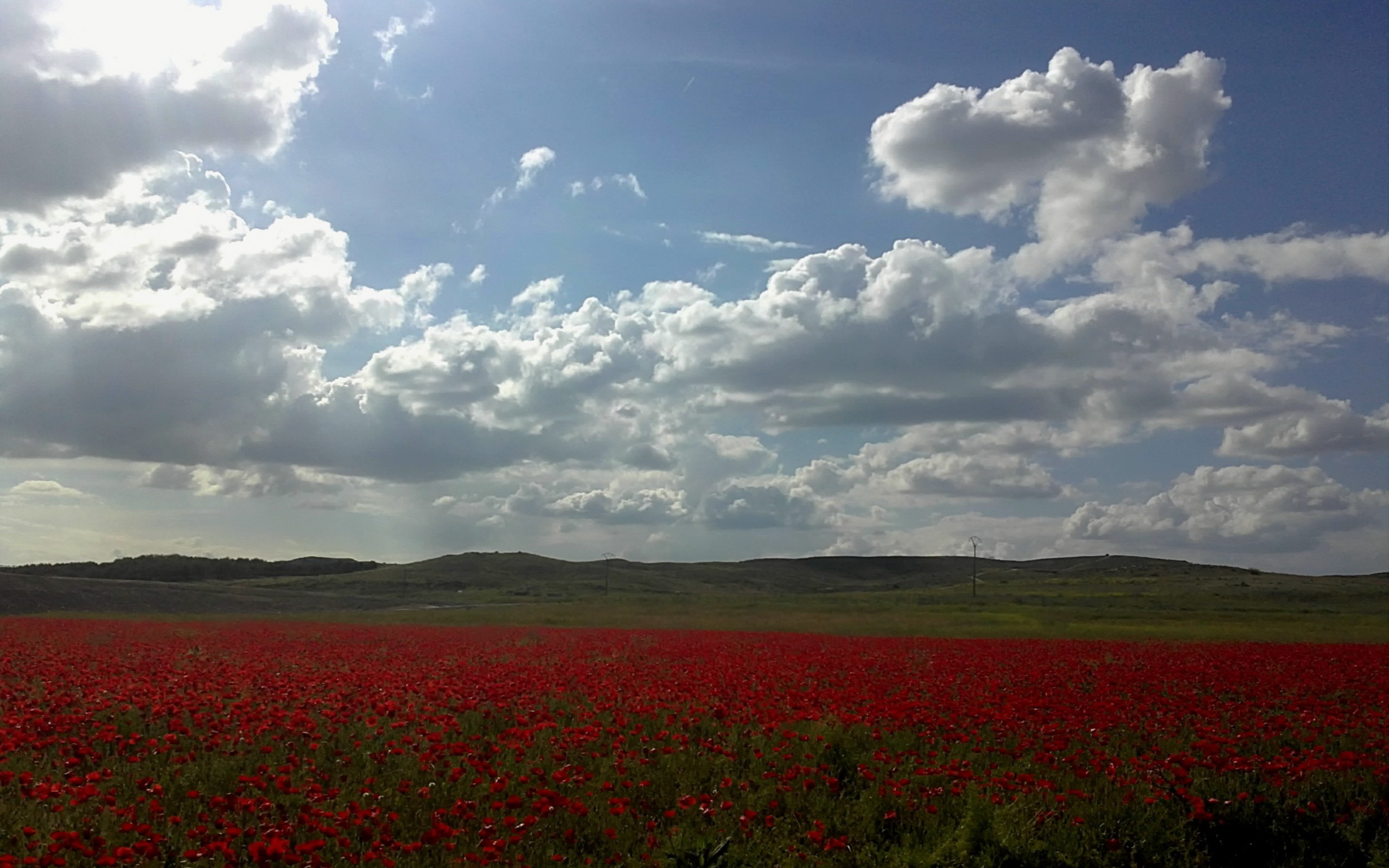 Descarga gratis la imagen Amapola, Flores, Tierra/naturaleza en el escritorio de tu PC