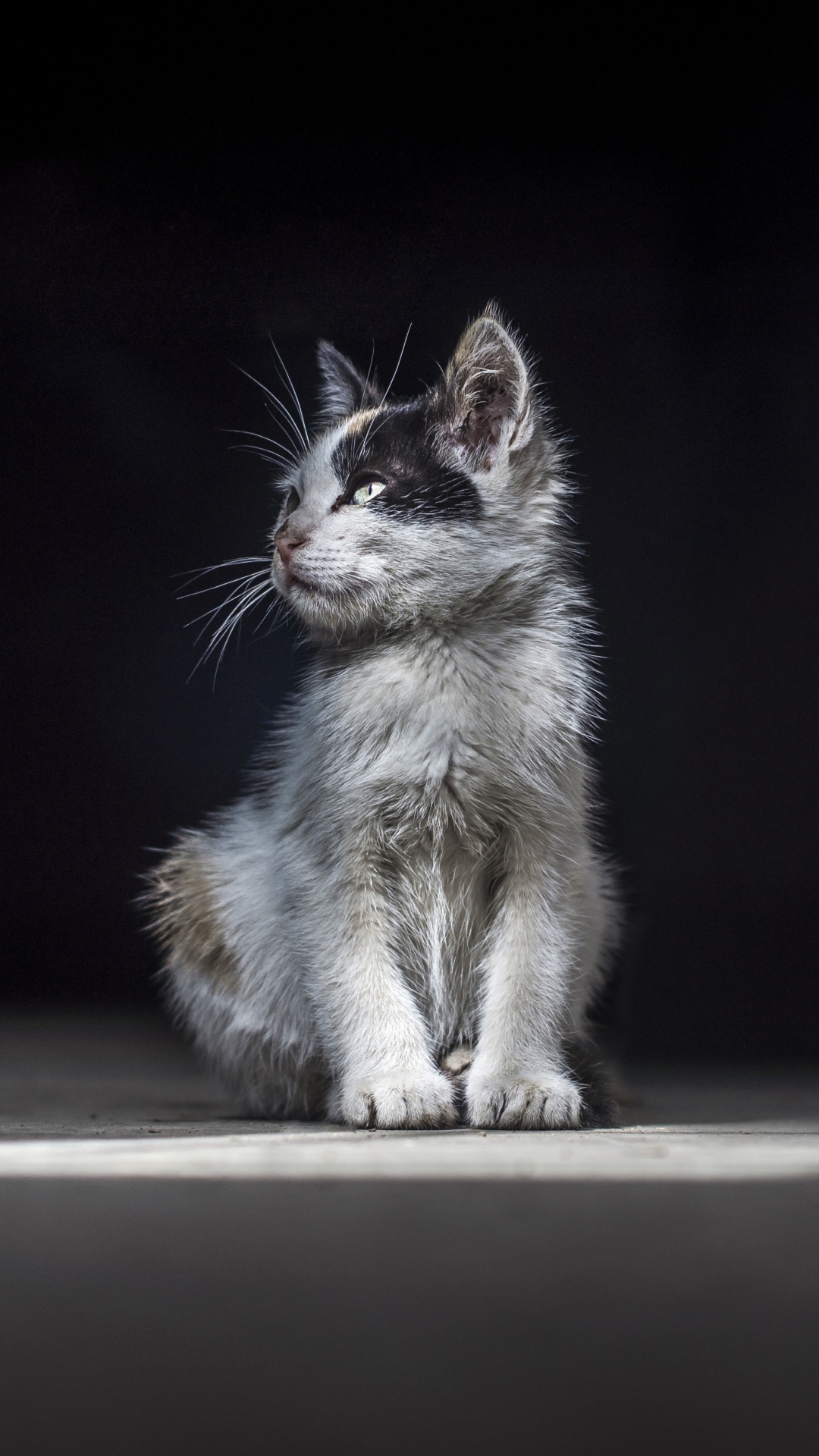 Download mobile wallpaper Cats, Cat, Kitten, Animal, Portrait for free.
