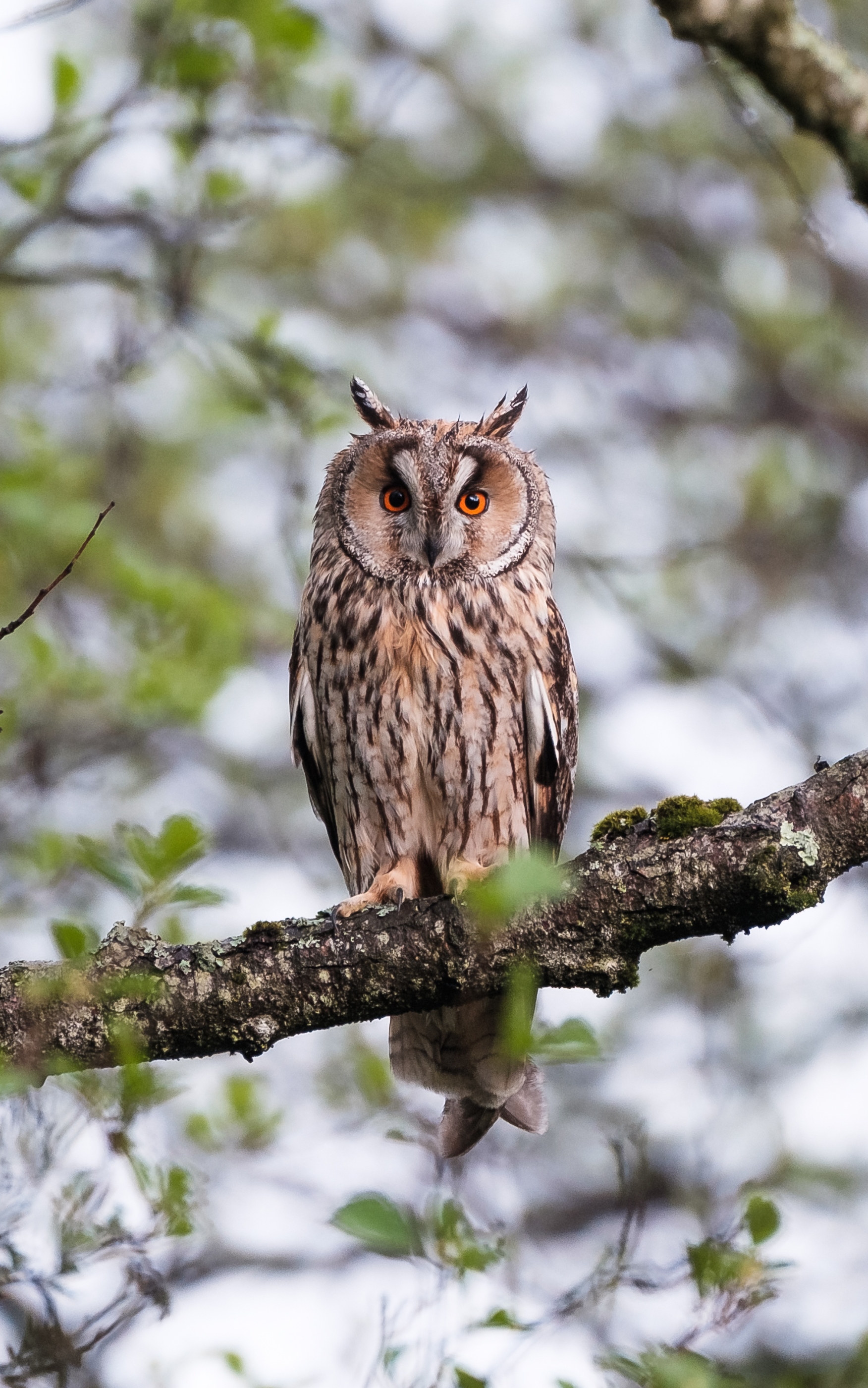 Laden Sie das Tiere, Vögel, Eule, Vogel-Bild kostenlos auf Ihren PC-Desktop herunter