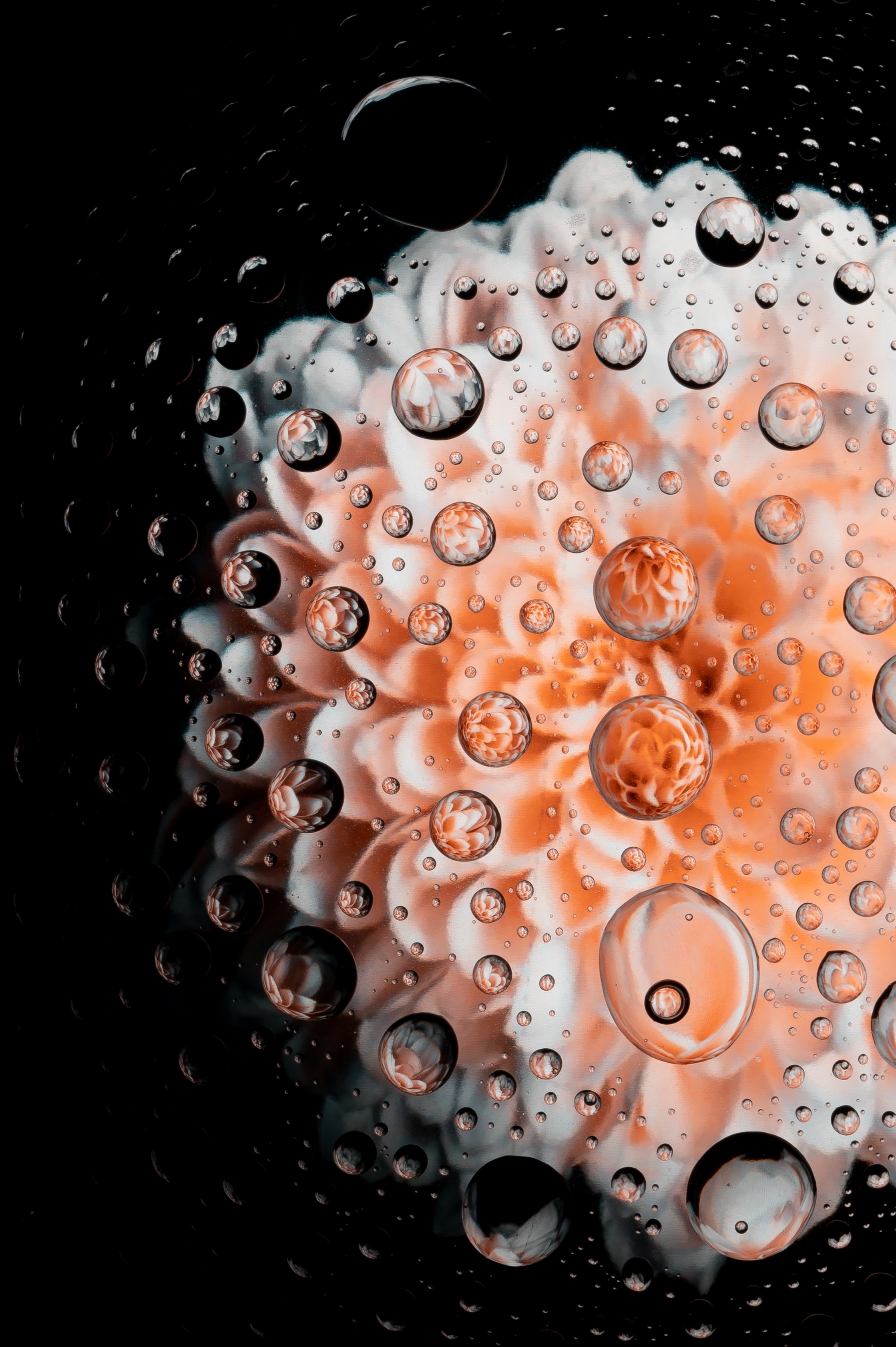 Free download wallpaper Macro, Drops, Flower, Petals, Water on your PC desktop