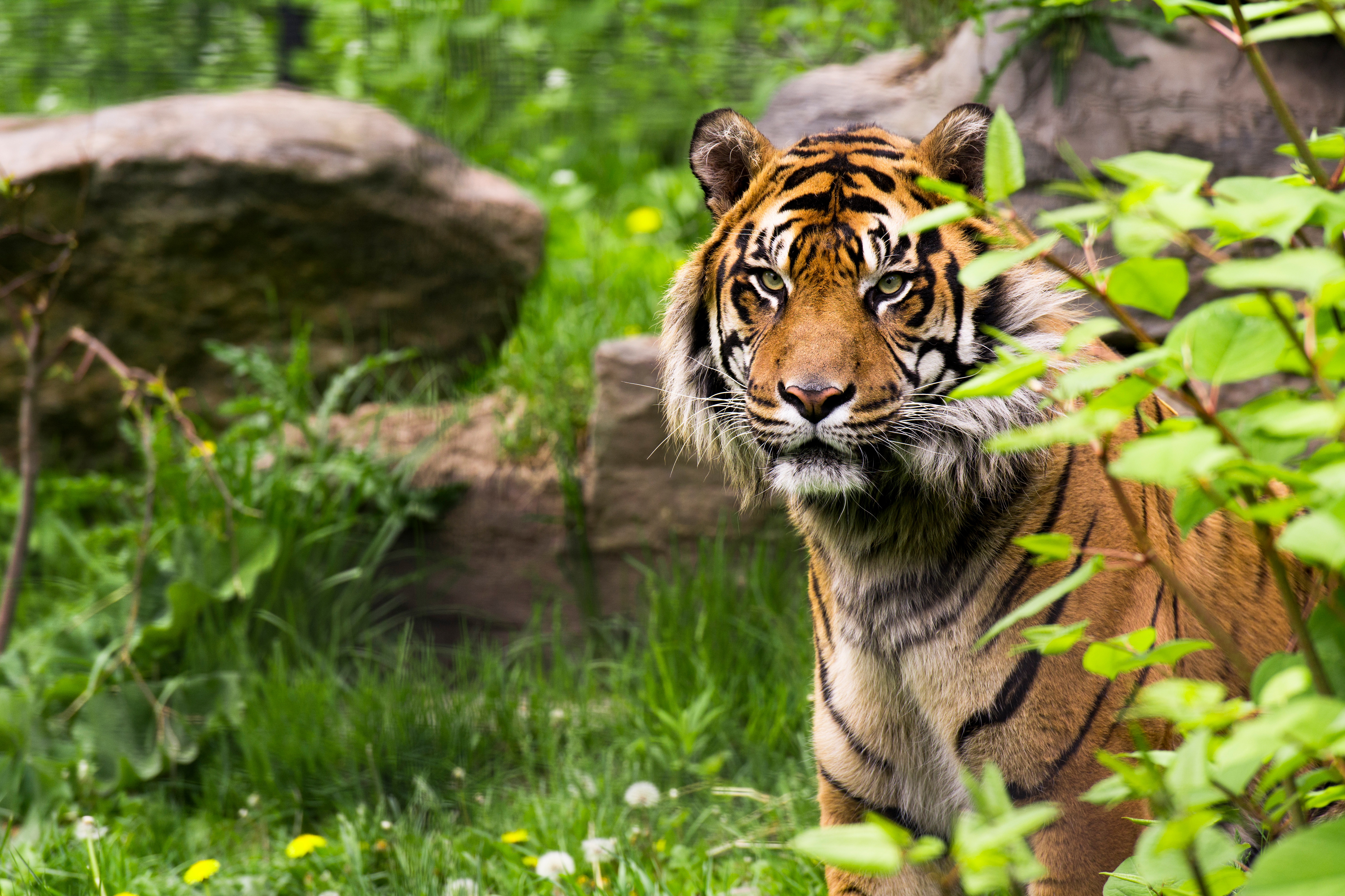 Handy-Wallpaper Katzen, Tiere, Tiger kostenlos herunterladen.