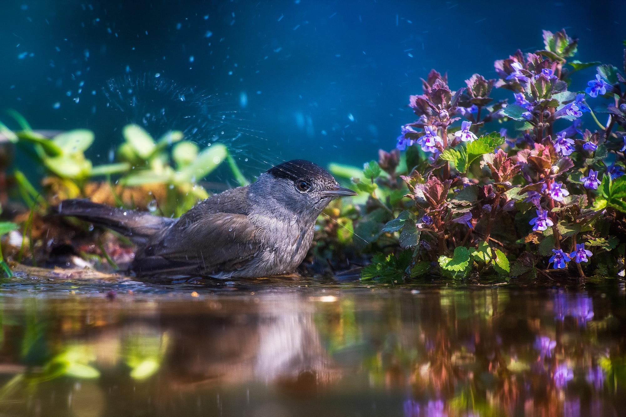 Free download wallpaper Birds, Water, Bird, Animal on your PC desktop