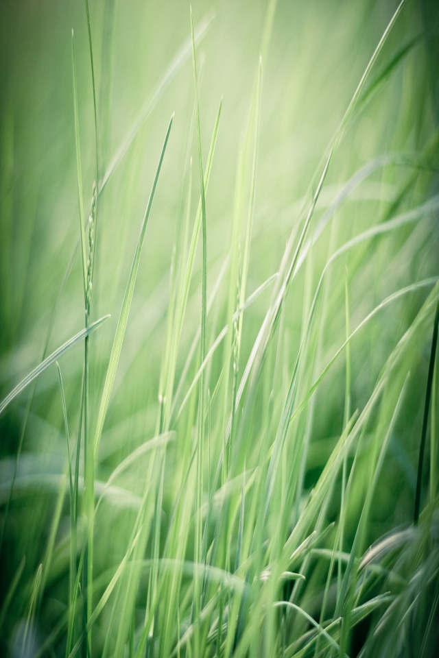 Download mobile wallpaper Grass, Earth for free.