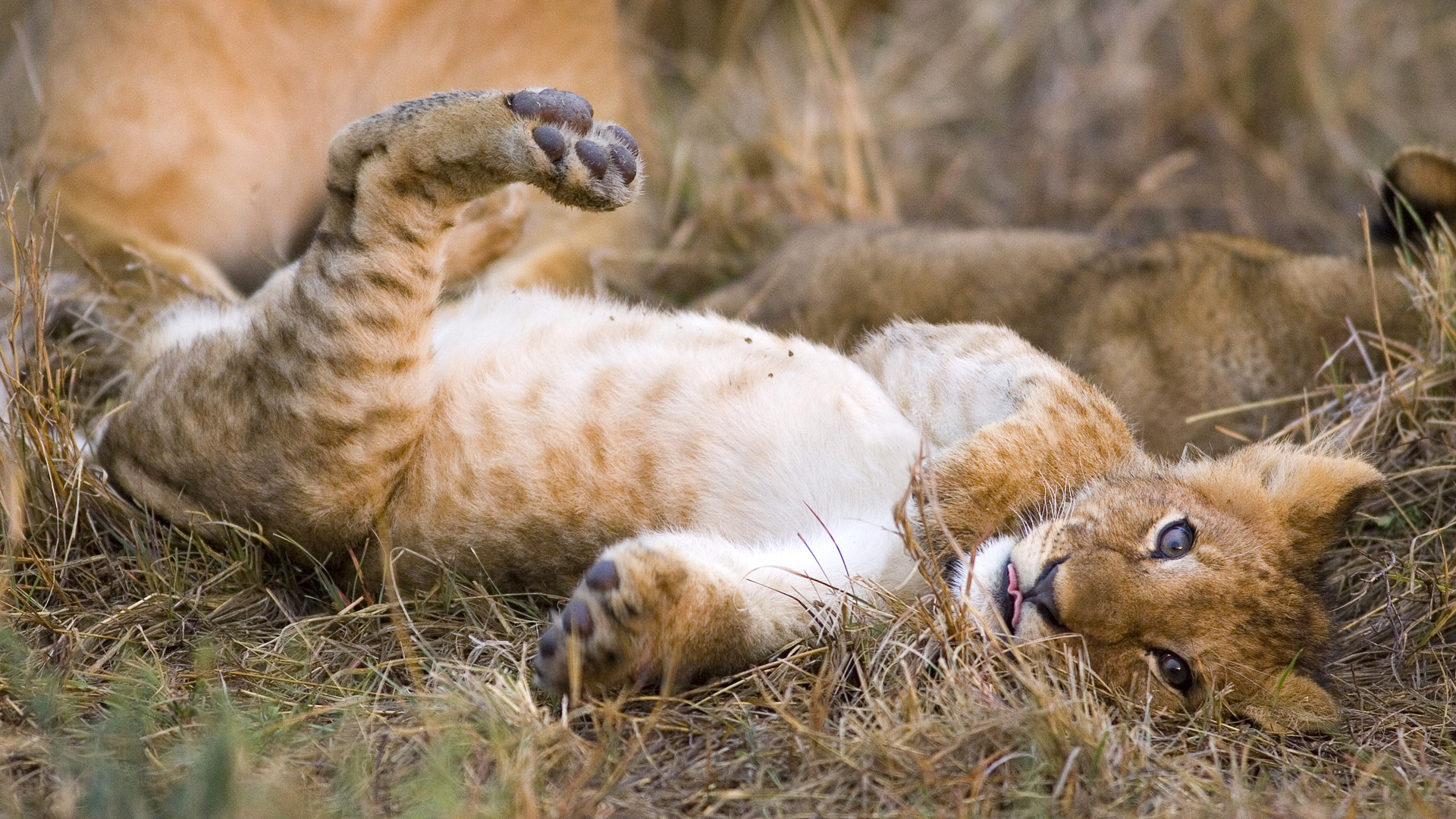 Handy-Wallpaper Tiere, Katzen, Löwe kostenlos herunterladen.