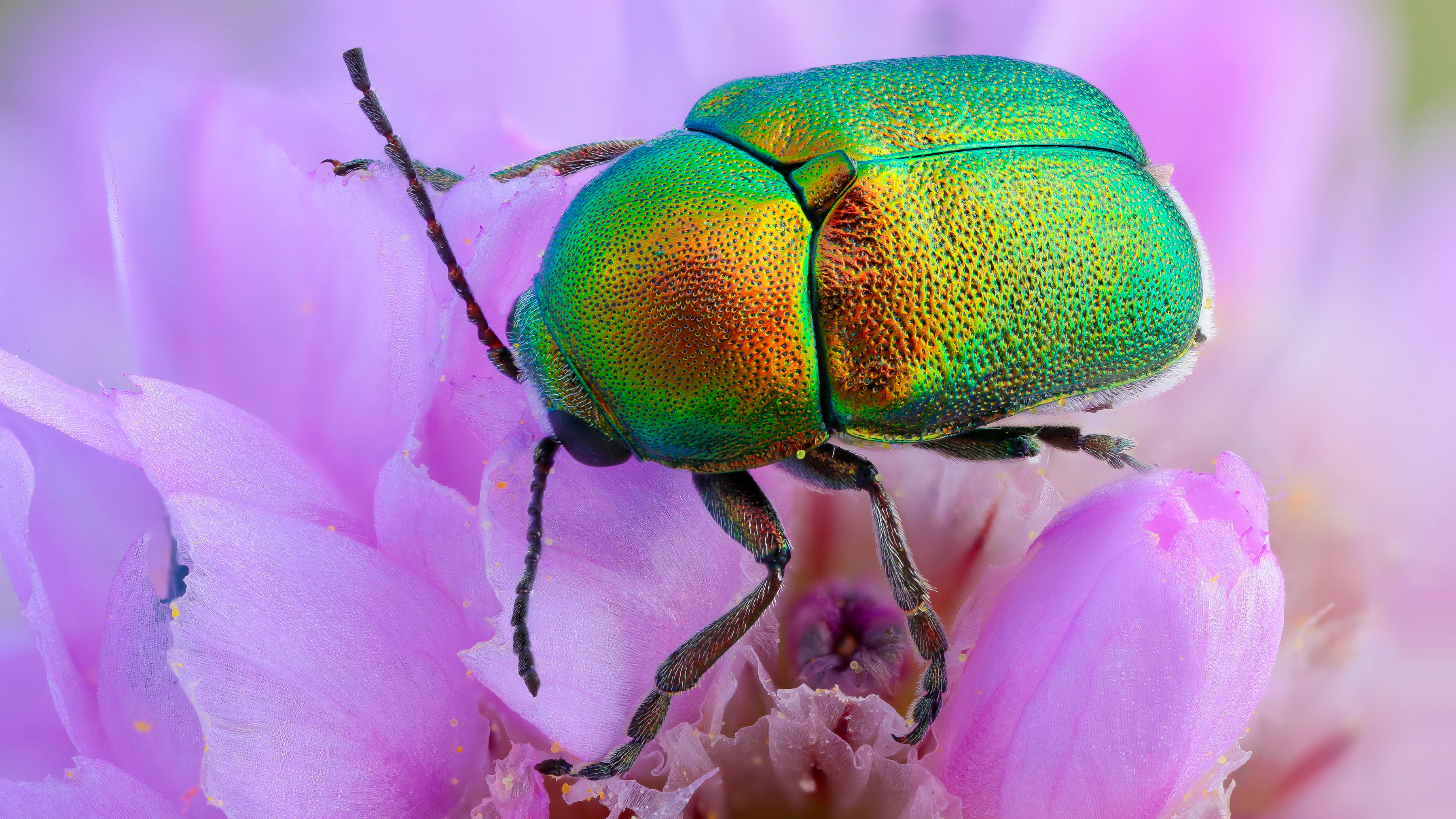 Download mobile wallpaper Flower, Insect, Animal, Beetle, Pink Flower for free.