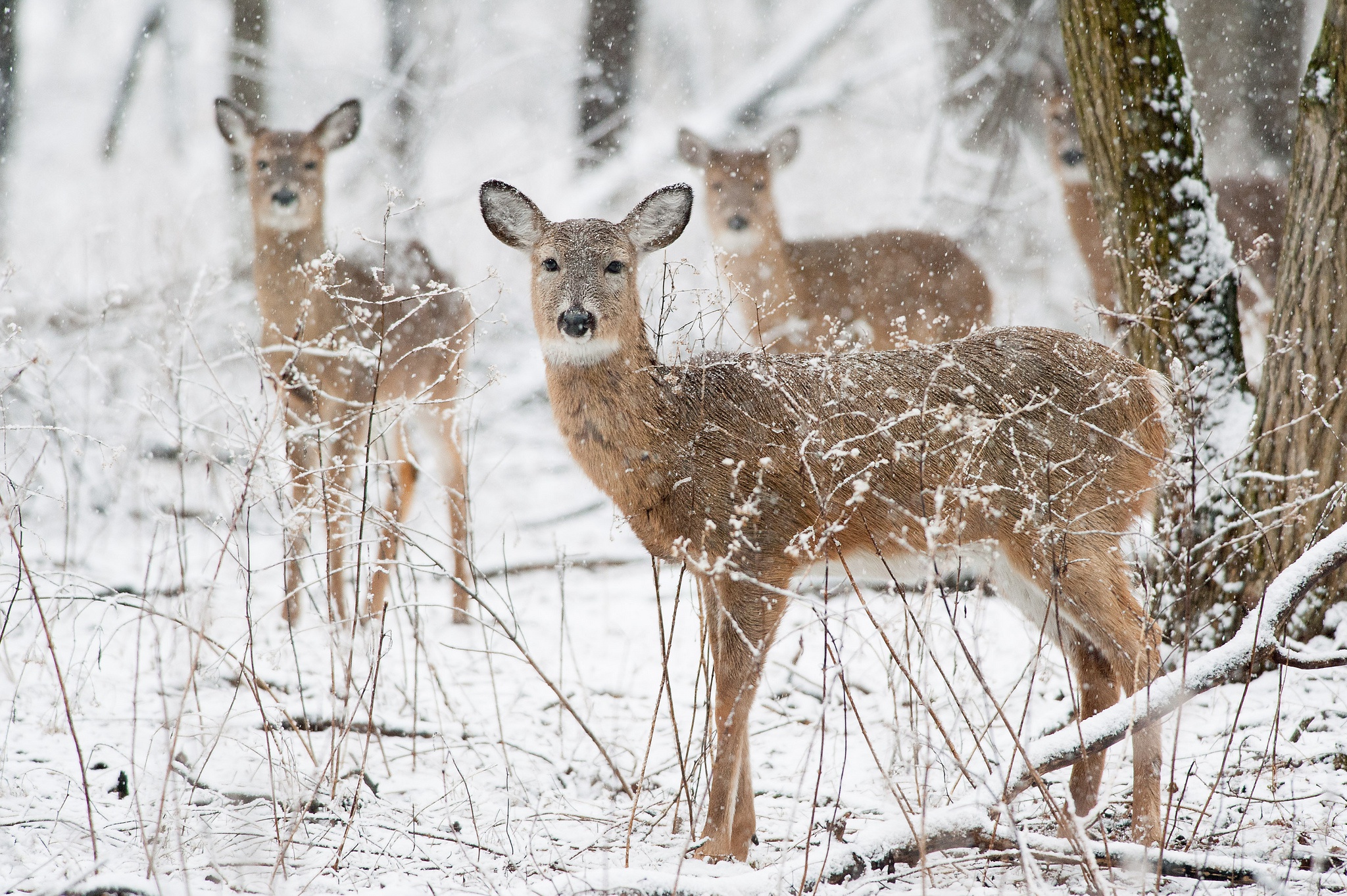 Free download wallpaper Winter, Animal, Deer, Snowfall on your PC desktop