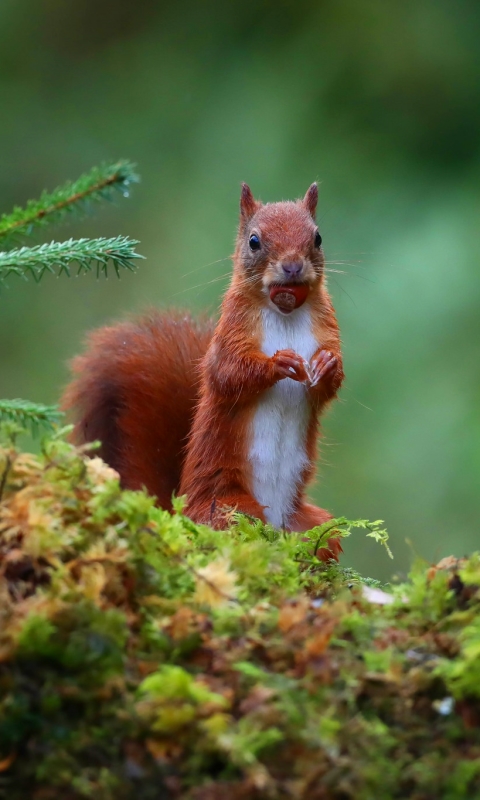 Download mobile wallpaper Squirrel, Animal, Rodent, Stare for free.