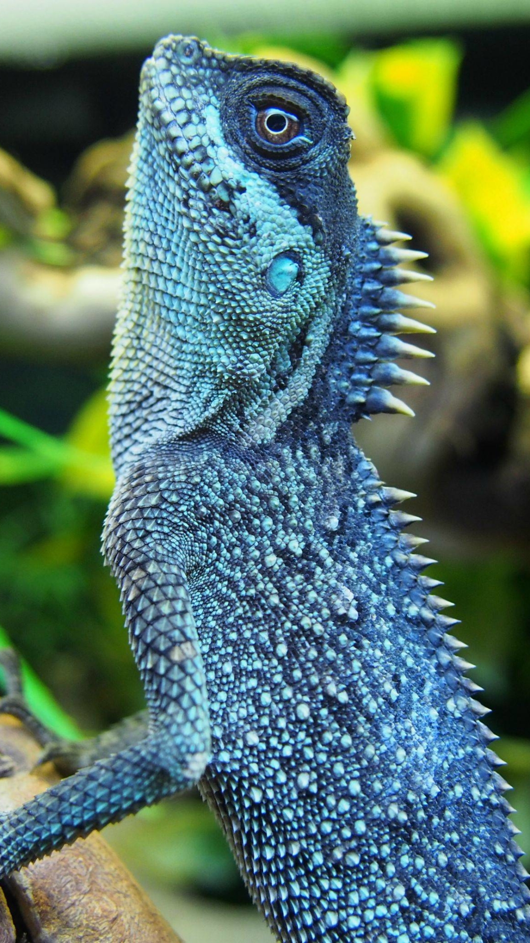 Download mobile wallpaper Lizard, Reptiles, Animal for free.