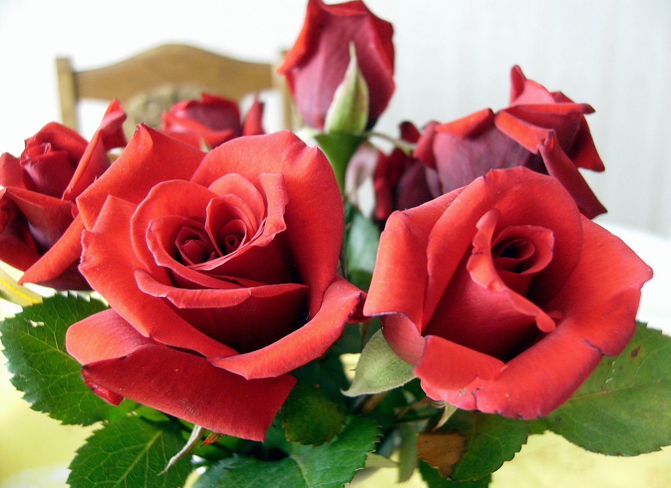 Descarga gratis la imagen Flores, Hojas, De Cerca, Primer Plano, Ramo, Roses en el escritorio de tu PC