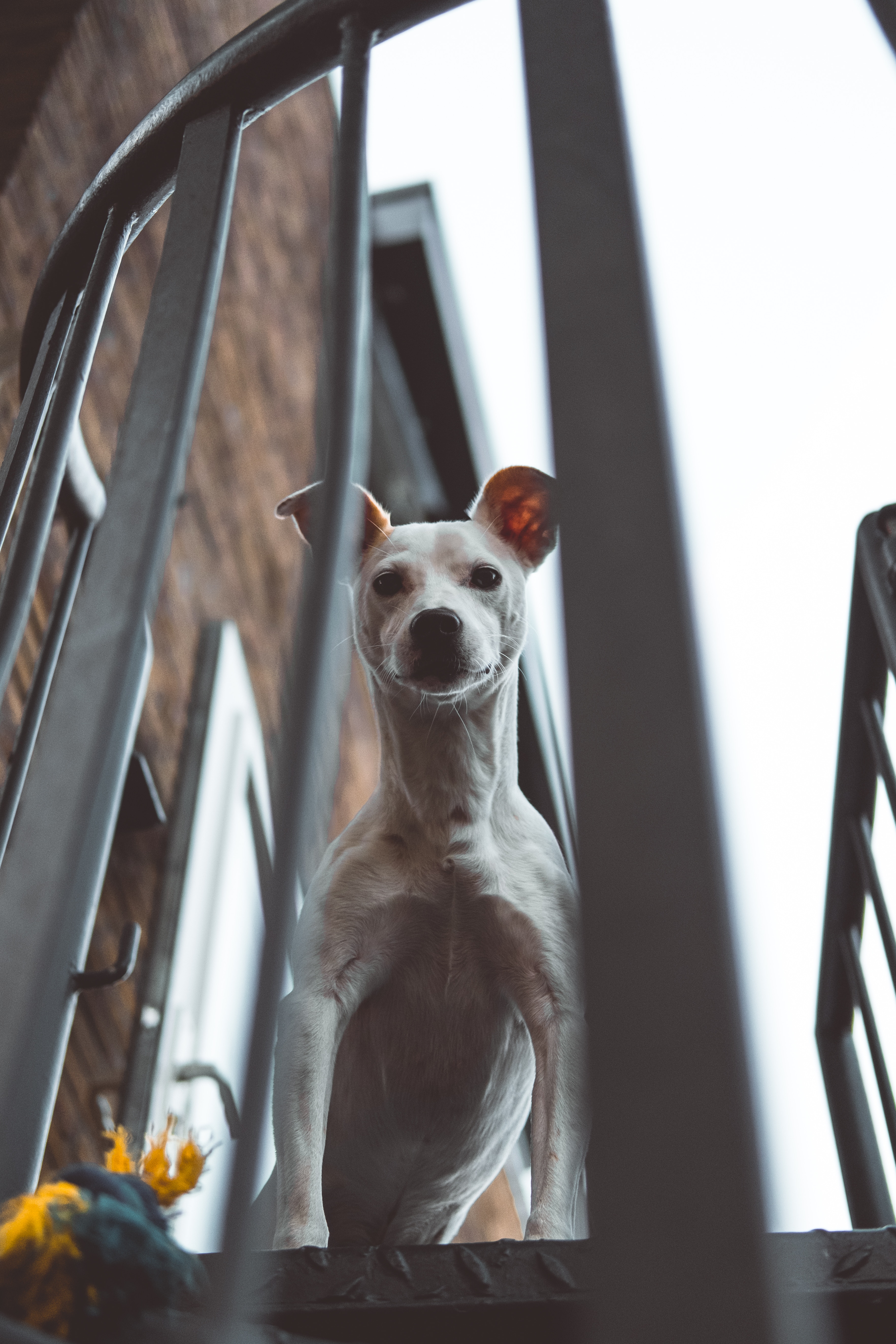 whippet, animals, dog, balcony, peek out, look out