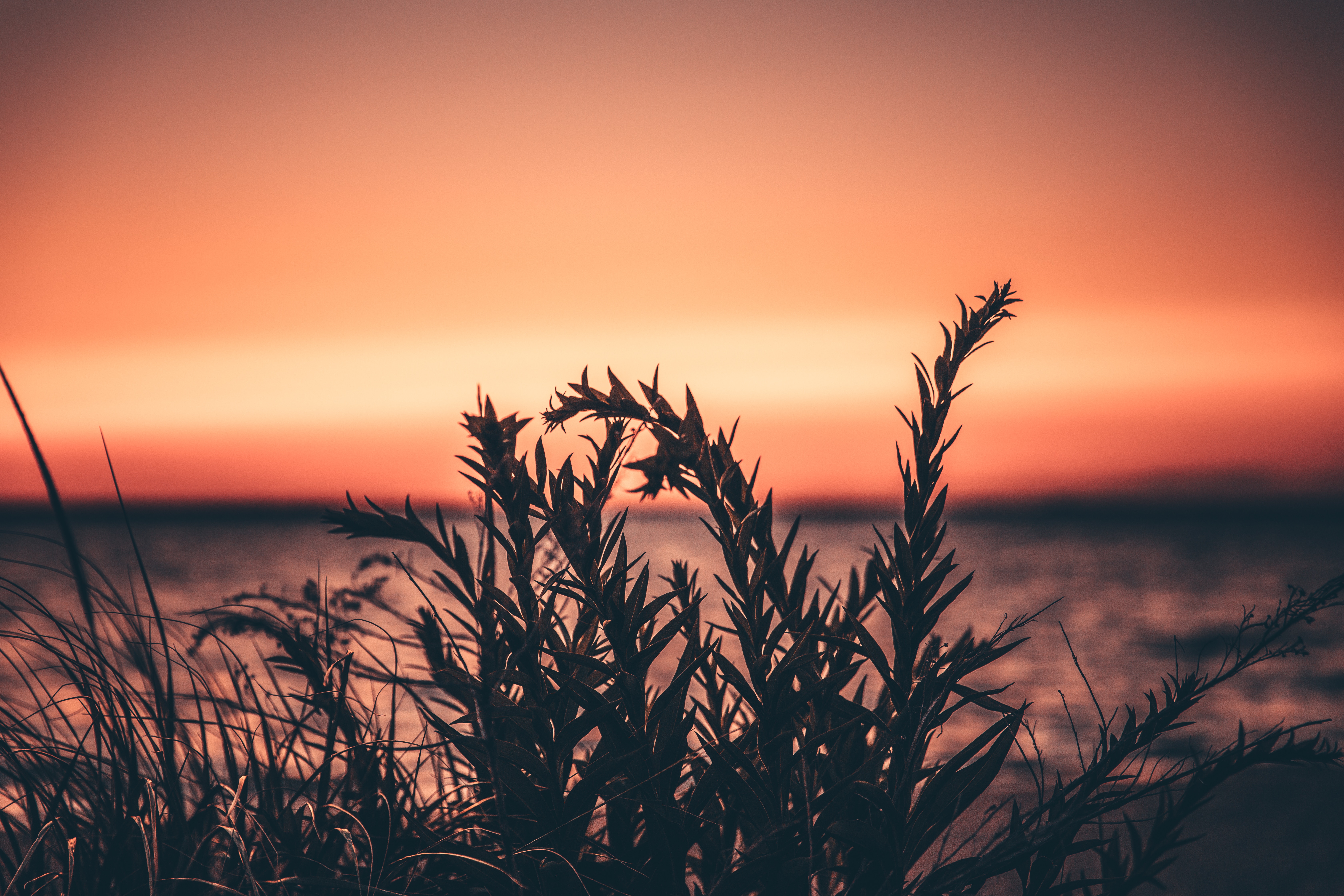 Download mobile wallpaper Grass, Plant, Nature, Sunset for free.