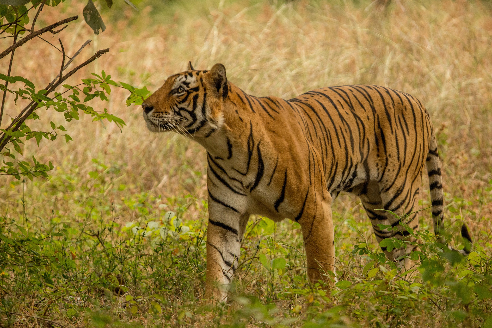 Free download wallpaper Cats, Tiger, Animal on your PC desktop