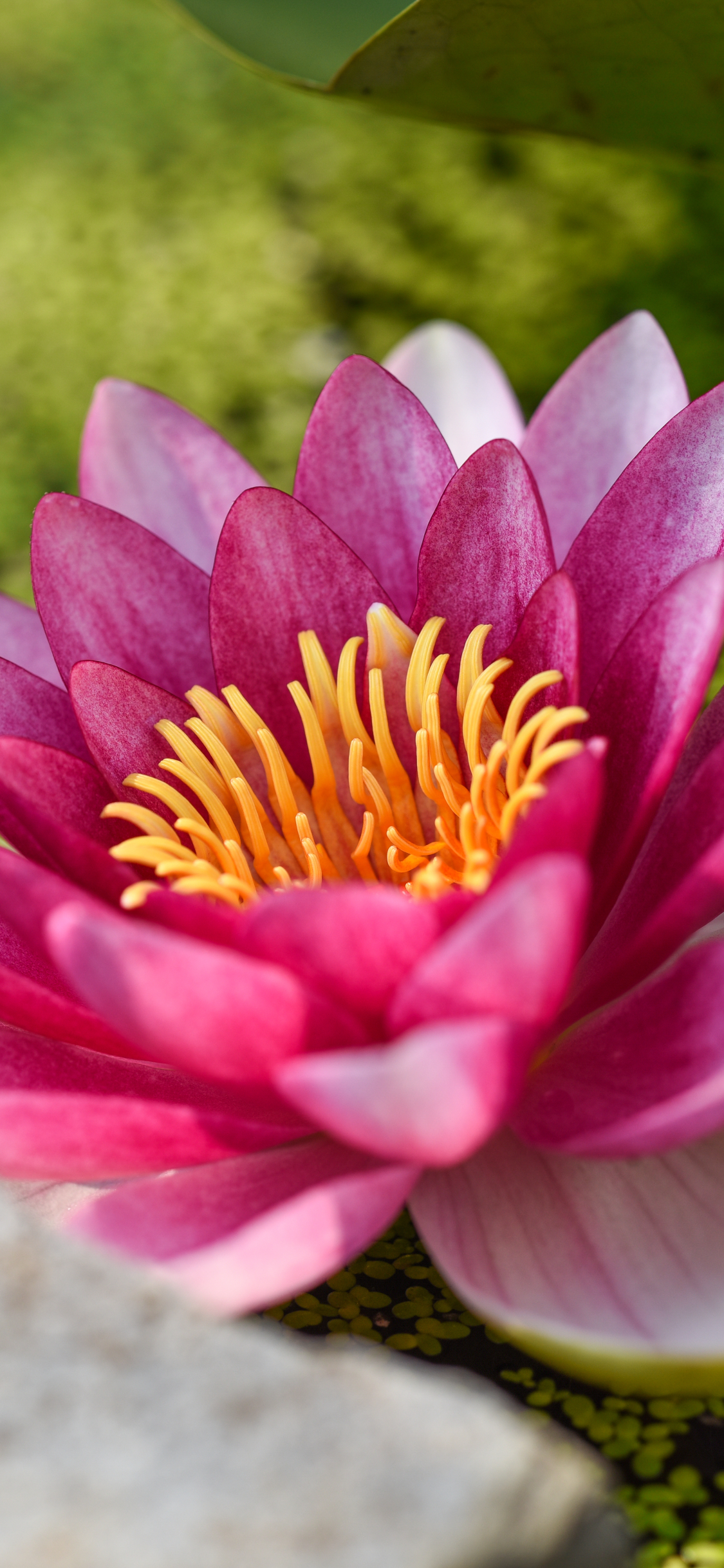 Descarga gratuita de fondo de pantalla para móvil de Naturaleza, Flores, Loto, Flor, Flor Rosa, Tierra/naturaleza.