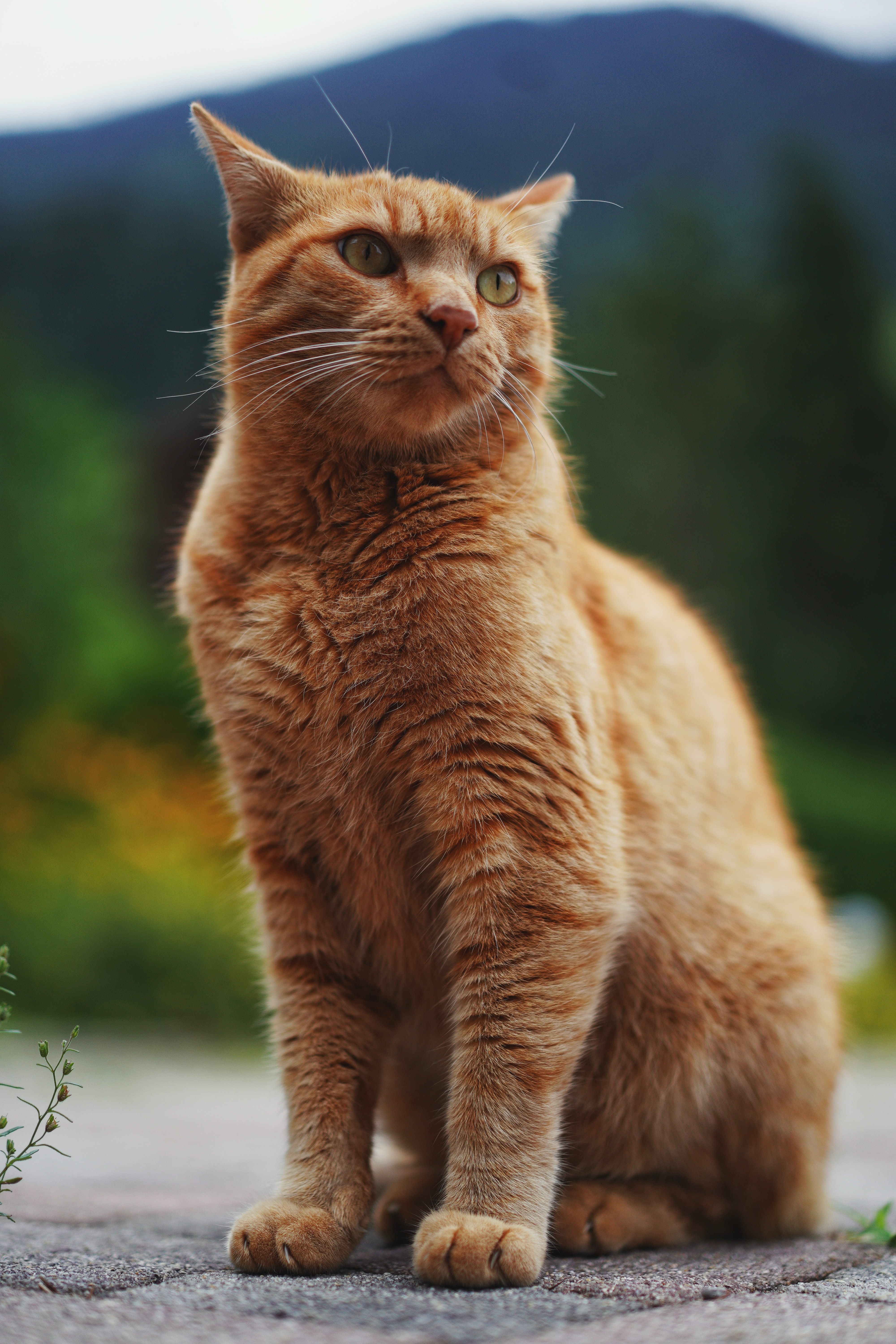 pet, redhead, cat, animals, red, fluffy, sight, opinion